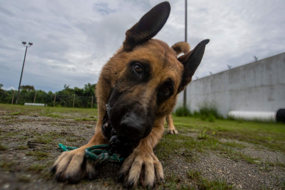 Max, a military working dog (MWD) with Marine Corps Base Camp Smedley D. Butler Provost Marshal Office, plays with his toy on Camp Hansen, Okinawa, Japan, June 23, 2021. MWDs are trained to conduct vehicle searches, searches of open areas, buildings, vehicles and other locations for the detection of explosives or illegal drugs. (U.S. Marine Corps photo by Cpl. Brennan J. Beauton)