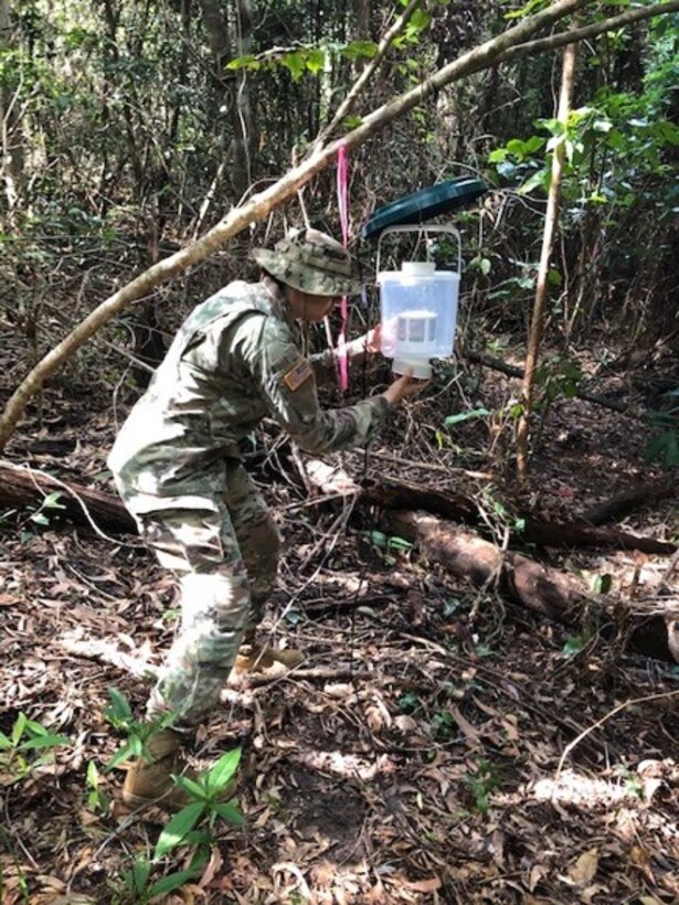 USAMD-AFRIMS scientist working alongside Australian Defence Forces researchers sets up a mosquito trap during an ADF field exercise.