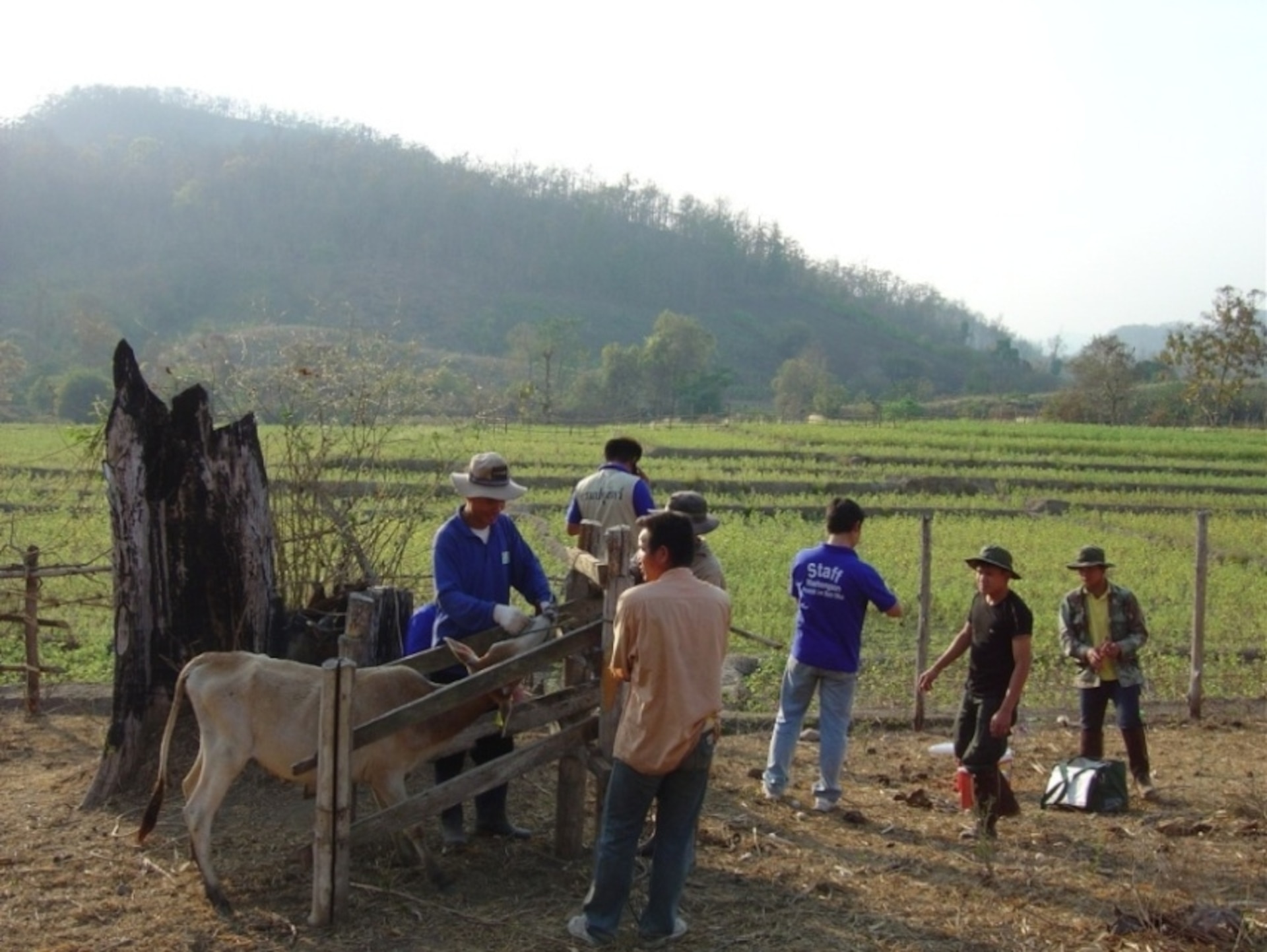 Animal technicians from AFRIMS Veterinary Medicine work with Royal Thai Army staff to collect serum samples from livestock in rural Thailand. This was part of a zoonotic disease surveillance project.
