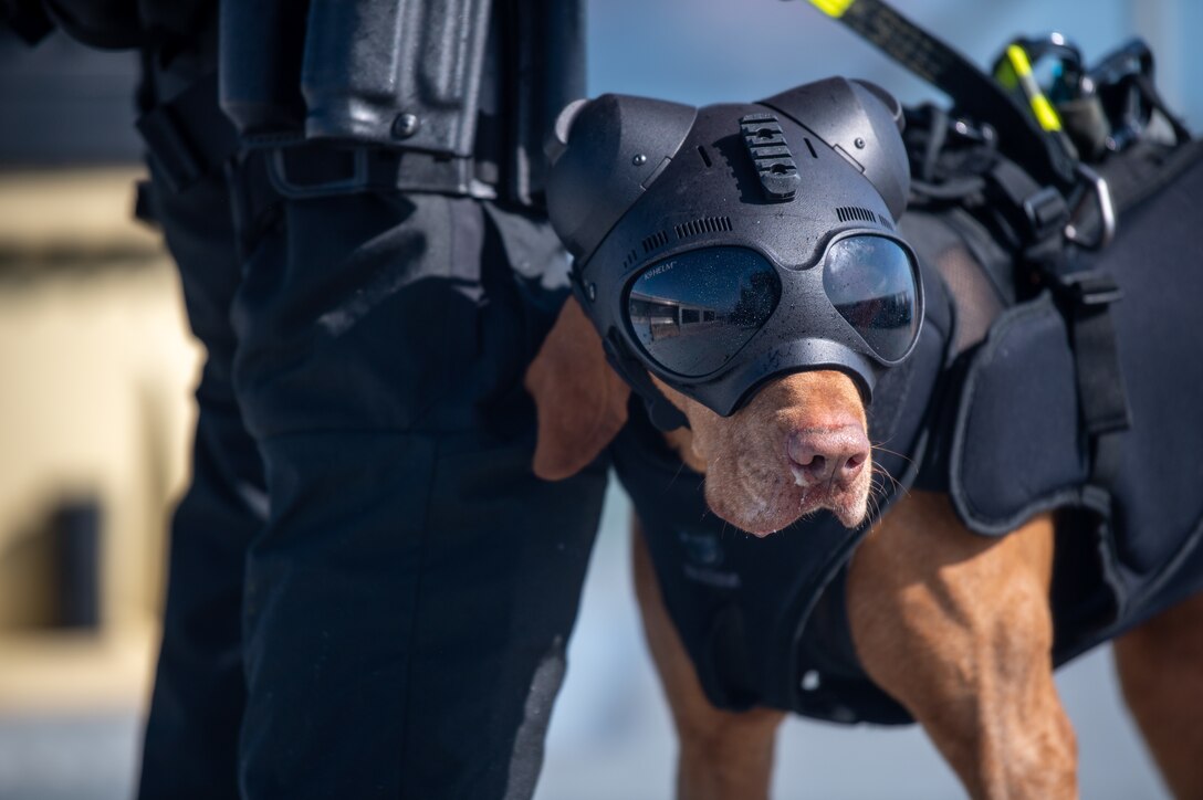 Coast Guard canine Feco and his handler Petty Officer 1st Class Cory Sumner, members of Maritime Safety and Security Team San Francisco, wait for a hoisting line from an Air Station San Francisco MH-65 Dolphin Helicopter during training in San Francisco Bay, April 13, 2021. Hoist training allows the canine and their handler to get comfortable working in and around aircraft. (U.S. Coast Guard photo by Petty Officer 3rd Class Taylor Bacon)