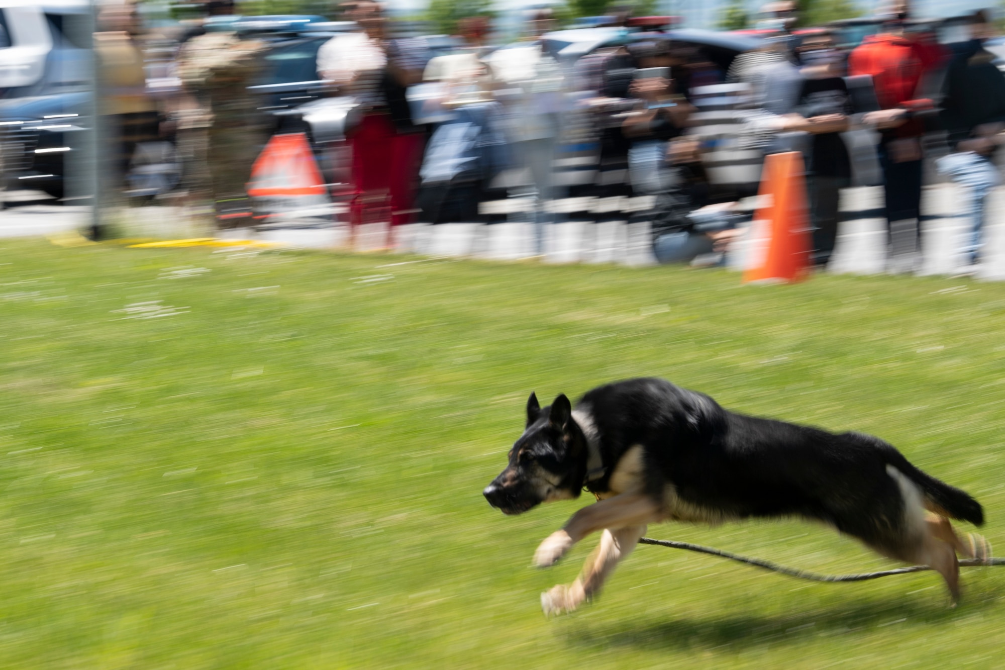 U.S. Air Force military working dog runs during demonstration.