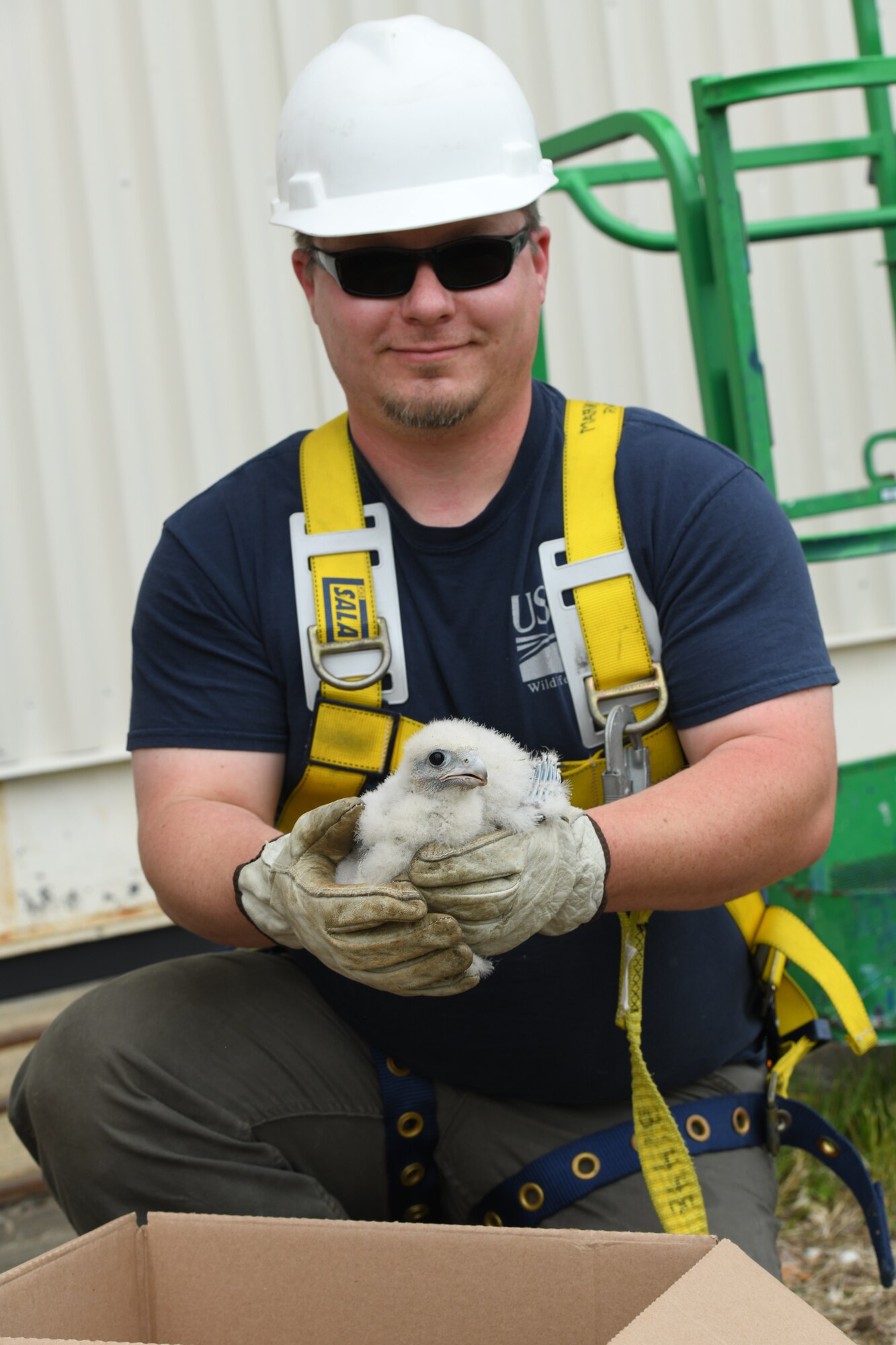 James Streeter, USDA wildlife biologist, holds a peregrine falcon chick rescued from the ISO-dock at Westover Air Reserve Base, M.A., June 3, 2021.