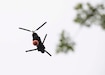 A 1st Battalion, 207th Aviation Regiment CH-47 Chinook helicopter with a Bambi water bucket system attached flies overhead during the unit's Red Card certification on Joint Base Elmendorf-Richardson, June 9, 2021. Red Card certification, also known as the Incident Qualification Card, is an accepted interagency certification that a person is qualified in order to accomplish the required mission when arriving on an incident. For 1-207th AVN pilots, this certification means proficiency in water bucket drops to assist with wildfire emergencies within the state. (U.S. Army National Guard photo by Spc. Grace Nechanicky)