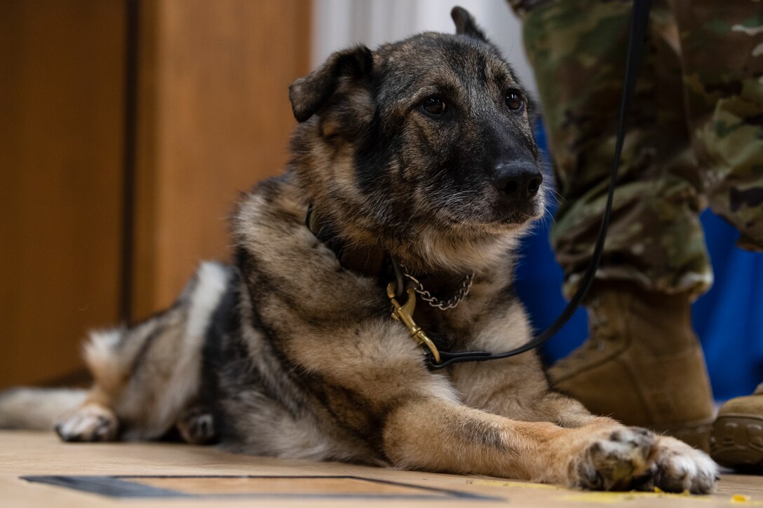 U.S. Air Force Military Working Dog Carla lies down next to her handler.