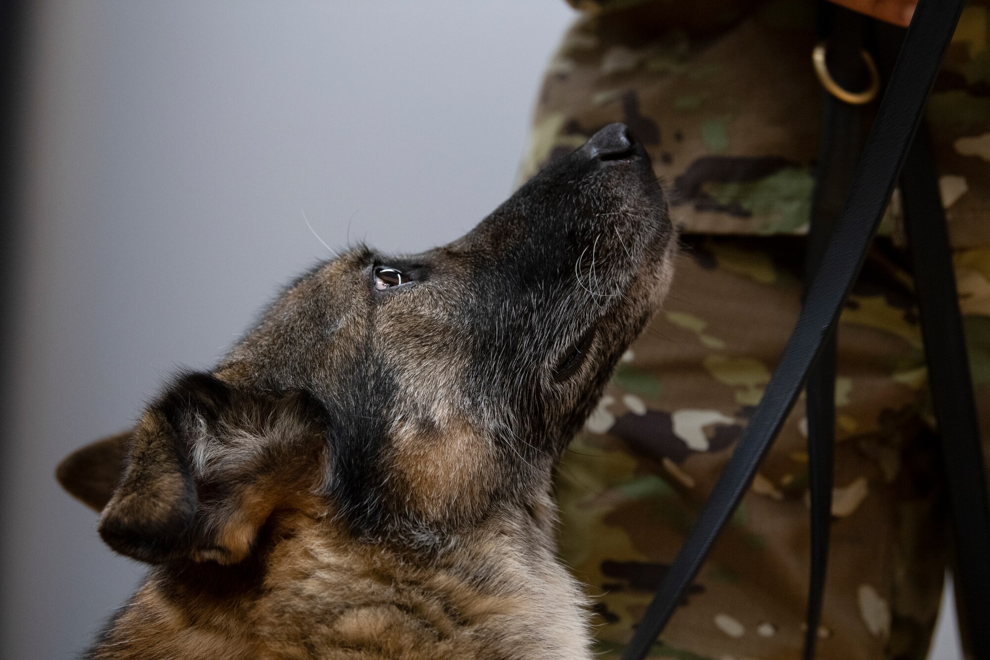 U.S. Air Force Military Working Dog Carla looks up at her handler.