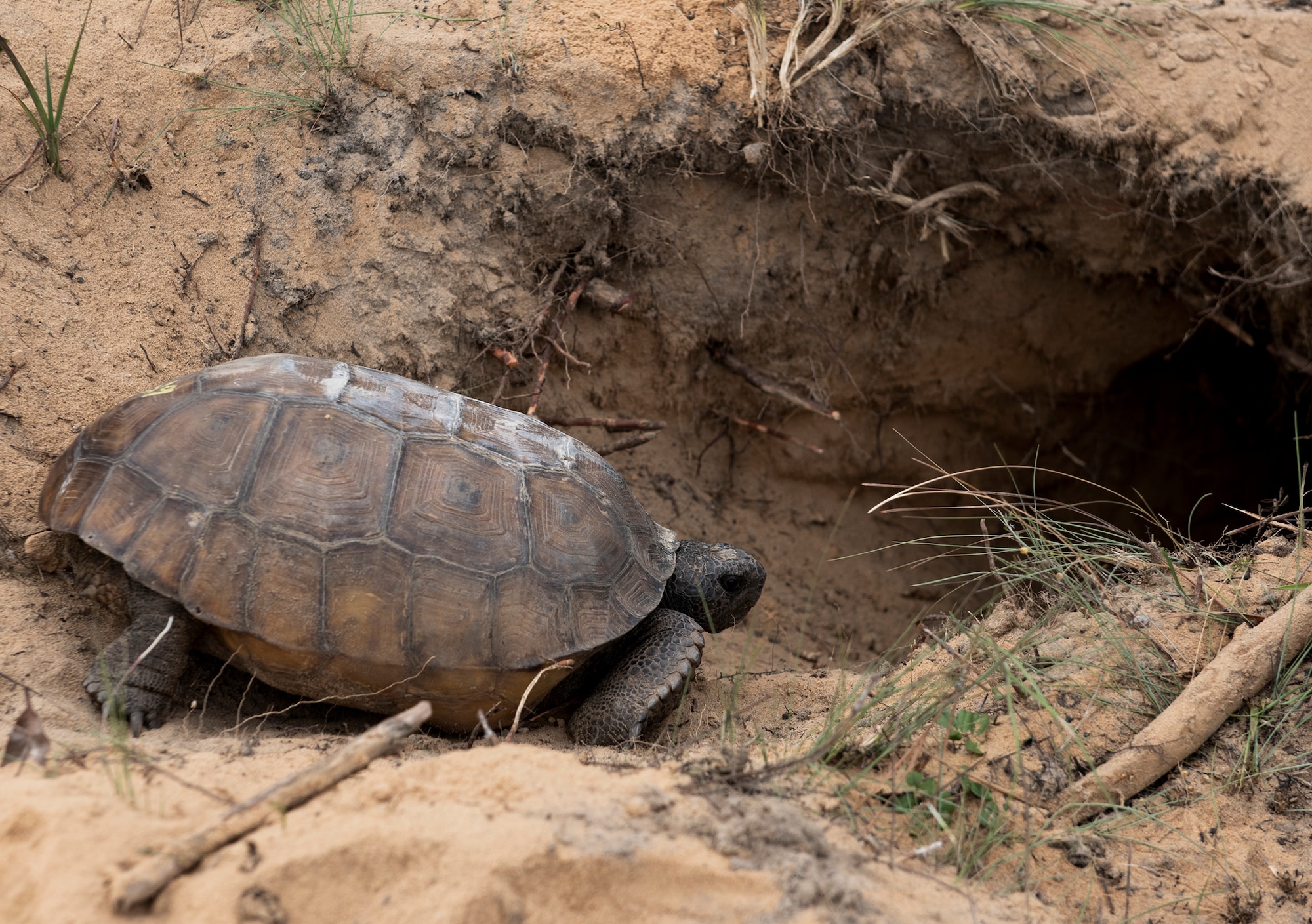 Tortoise release