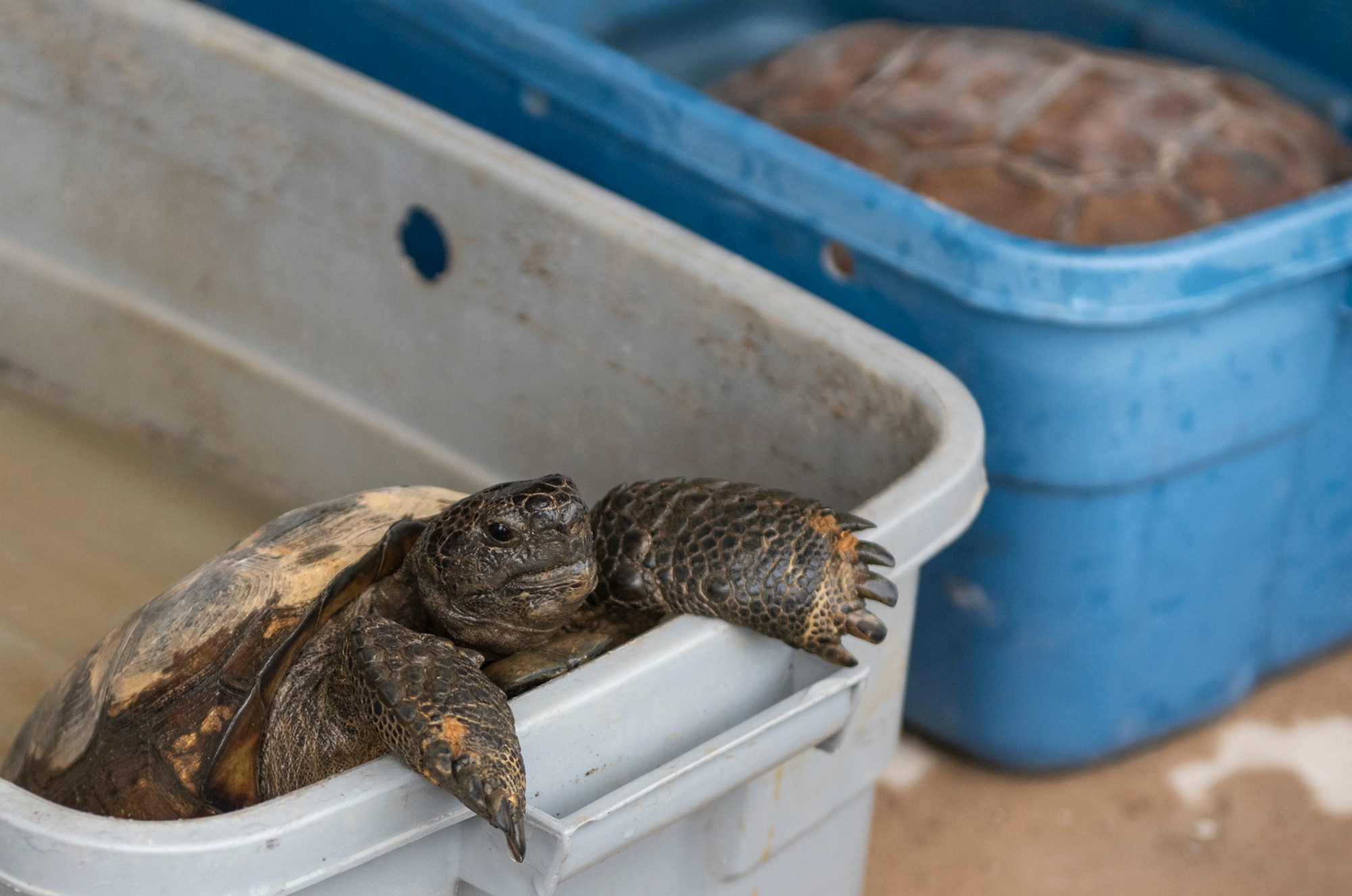 Tortoise release