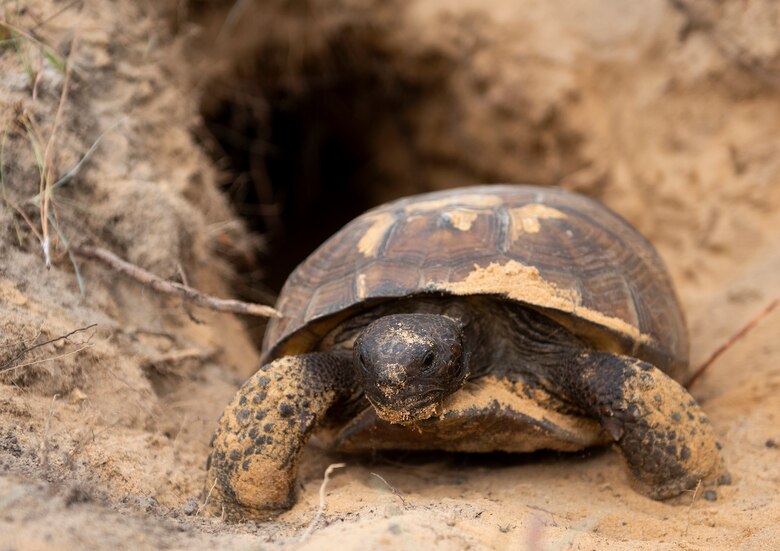 New gopher tortoises welcomed onto Eglin range > Eglin Air Force Base ...