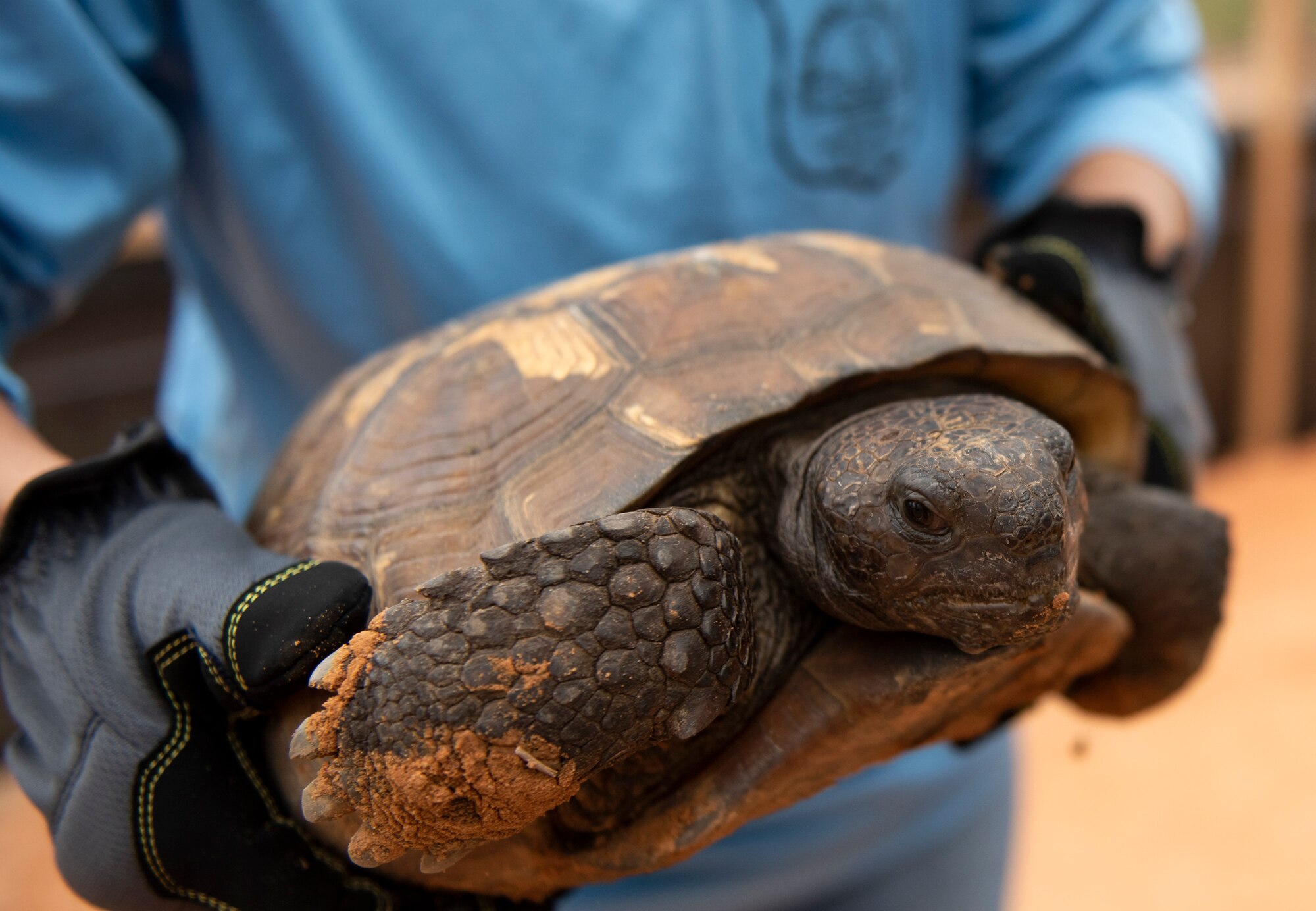Tortoise release