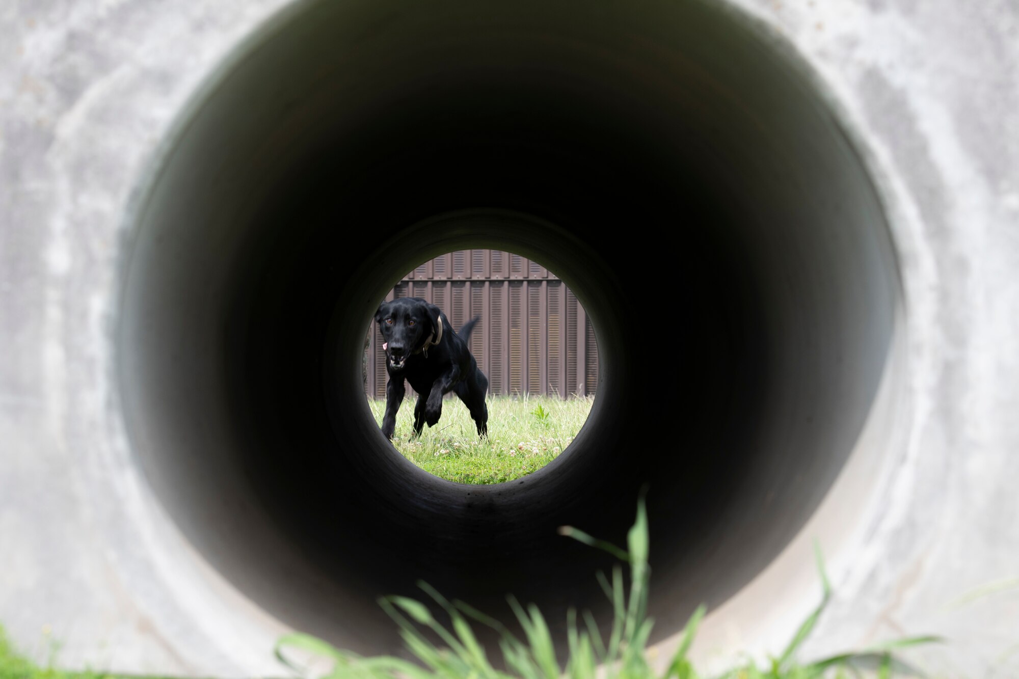 Allie, 374th Security Forces Squadron military working dog, prepares to race through a tube at Yokota Air Base, Japan, June 11, 2021. Besides being a black Labrador retriever, Allie differs from other 374th SFS MWDs by being able to be used off leash and recognizes hand signals. (U.S. Air Force photo by Staff Sgt. Joshua Edwards)