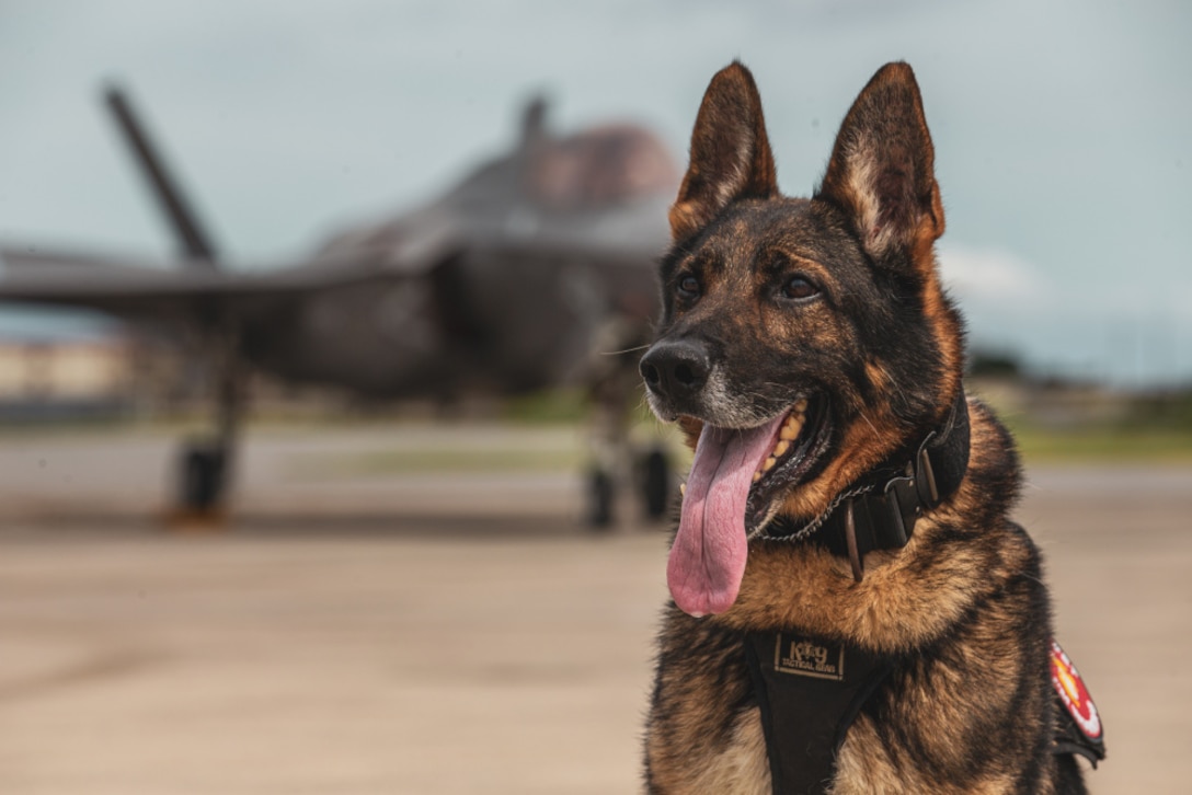 U.S. Marine Corps Sgt. Corado, a military working dog with Headquarters and Support Battalion Provost Marshal Office, poses for a photo in front of a F-35B Lightning II after providing security for a change of command ceremony on Marine Corps Air Station Futenma, Okinawa, Japan, June 11, 2021. During the ceremony, Corado and his handler Cpl. Alec Schneppenheim supported the 1st Marine Aircraft Wing change of command to ensure a safe transition.