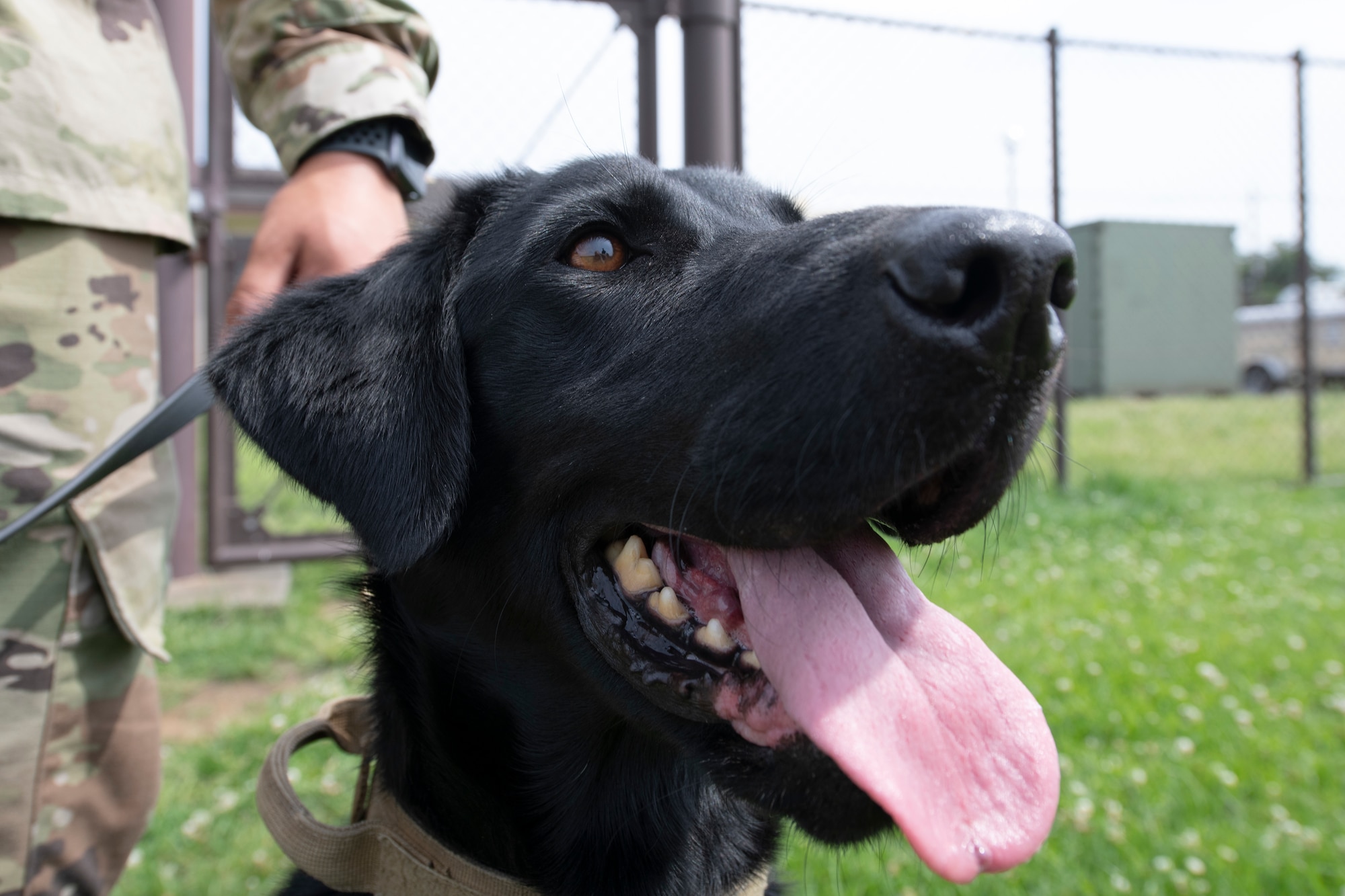Black best sale lab training