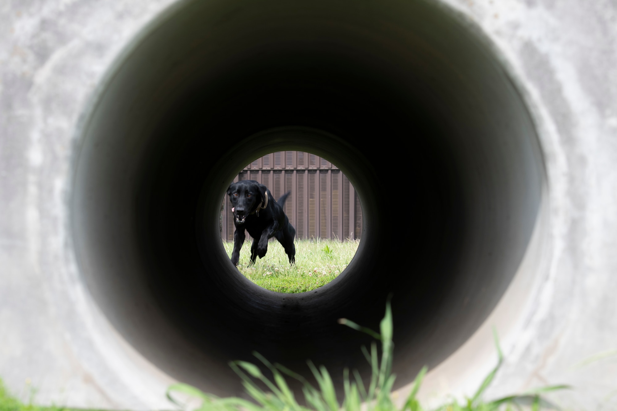 Allie, 374th Security Forces Squadron military working dog, prepares to race through a tube at Yokota Air Base, Japan, June 11, 2021. Besides being a black Labrador retriever, Allie differs from other 374th SFS MWDs by being able to be used off leash and recognizes hand signals. (U.S. Air Force photo by Staff Sgt. Joshua Edwards)