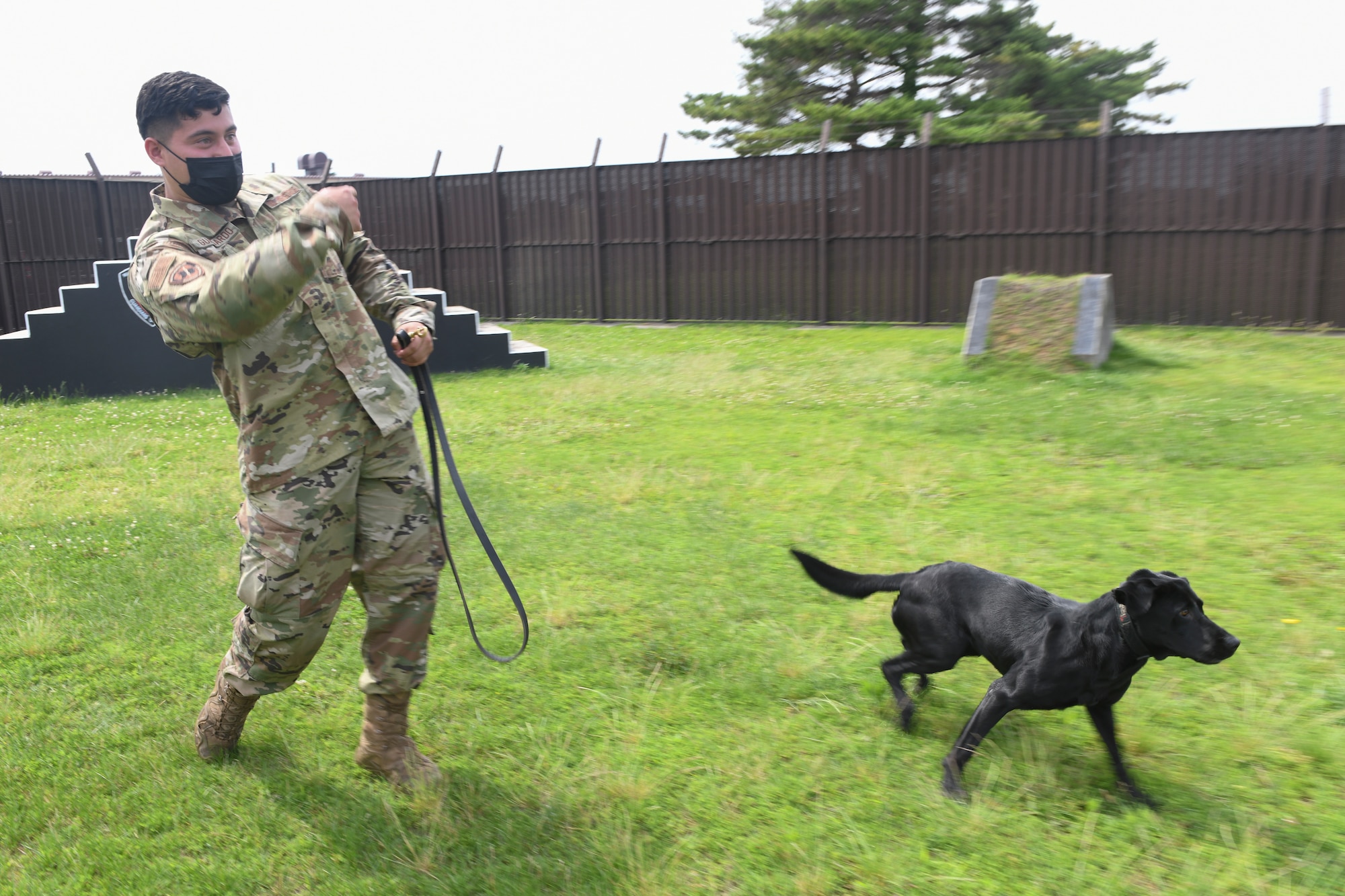 Staff Sgt. Miguel Guajardo, 374th Security Forces Squadron military working dog handler, throws a tennis ball for Splash, 374th SFS MWD, at Yokota Air Base, Japan, June 11, 2021. Splash is one of two new black Labrador retrievers the 374th SFS acquired from the Marine Corps. (U.S. Air Force photo by Staff Sgt. Joshua Edwards)