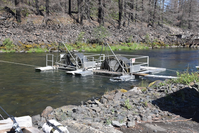 Corps contractors monitor screw traps downstream of Cougar Dam, May 28, 2021.

The water flow turns a large screw creating hydraulics, which keeps small fish from escaping the trap. 

These traps are collecting juvenile salmon after they pass through Lookout Point, Cougar and Big Cliff dams.

We’ve changed operations at these dams to help with downstream fish passage – or that’s the goal. These traps will give us insight into how well we’re doing.