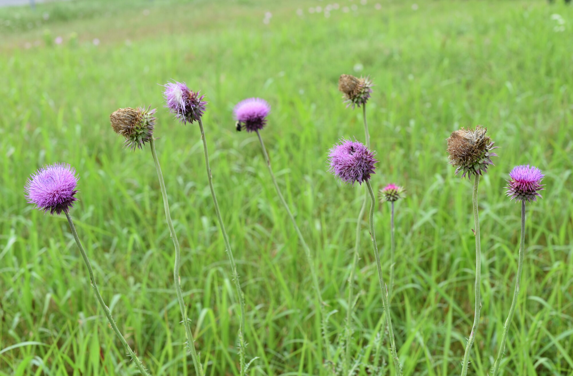 several stages of the Musk Thistle plant.