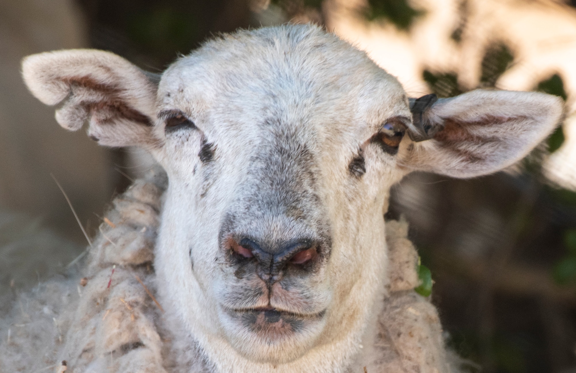 A sheep rests in a field of dried grass June 15, 2021, at Travis Air Force Base, California. The natural resources office use livestock grazing as an effective land management tool. The animals can easily clear land on steep hillsides and rough rocky terrain, and eliminates the need to dispose of the debris and the use of noisy machinery saving both time and money. (U.S. Air Force Photo by Heide Couch)