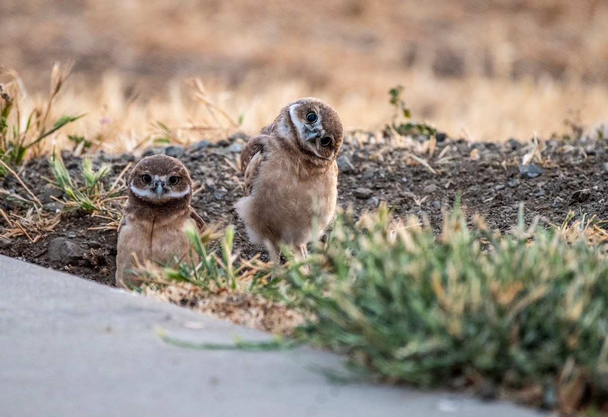 Burrowing owl chicks, listed as a bird species of special concern, stay close to their nest entrance June 14, 2021, at Travis Air Force Base, California. These birds usually claim burrows that have been abandoned by squirrels, but are capable of digging their own. Travis AFB is host to many kinds of wildlife, including threatened or endangered species. Military bases often host a wide array of local wildlife due to the wide-open federally protected spaces. Military installations tend to make good homes for wildlife because people on military bases seldom come into contact with or harass the wildlife present there. (U.S. Air Force photo by Heide Couch)