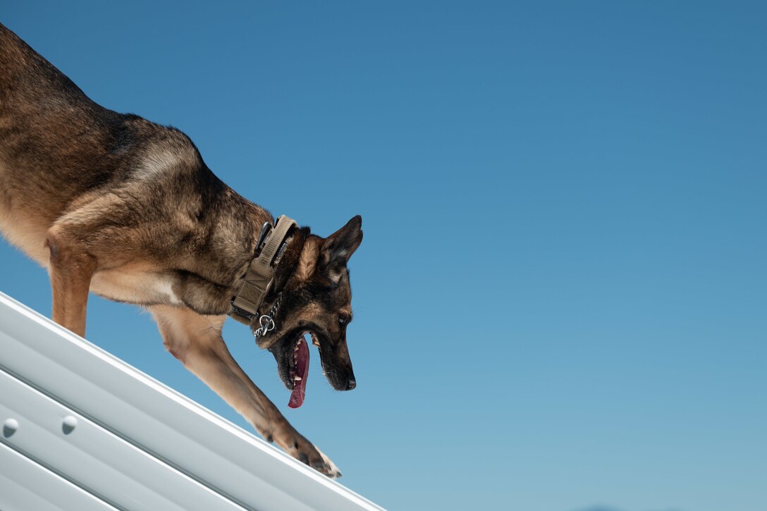 A dog descends a ramp.