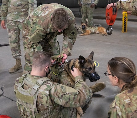 Army Reserve medevac company teaches military working dog handlers hoist procedures