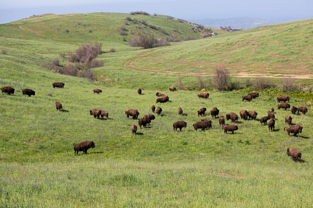 A large bison herd roams Marine Corps Installations West, Marine Corps Base Camp Pendleton on April 6, 2021. Camp Pendleton was given 14 Plains Bison from the San Diego Zoo from 1973-1979. Today, the bison herd consists of approximately 90 individuals. Along with another herd on Santa Catalina Island, the herd on Camp Pendleton is one of only two wild conservation herds of bison in all of California. (U.S. Marine Corps photo by Sgt. Dylan Chagnon)