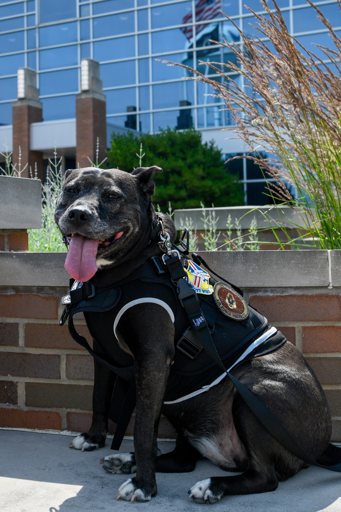 Bailey, an emotional support animal belonging to 910th Airlift Wing Historian Lori Whitmire, poses for a photo outside of the headquarters building here for National Take Your Dog to Work Day, June 25, 2021. Bailey, a rescue dog, accompanies Whitmire to work most days and has become a well-regarded member of the 910th Airlift Wing team.