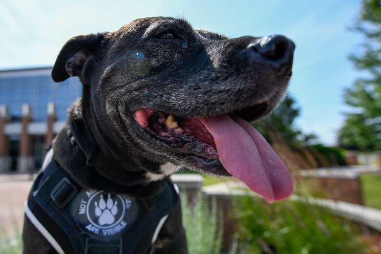 Bailey, an emotional support animal belonging to 910th Airlift Wing Historian Lori Whitmire, poses for a photo outside of the headquarters building here for National Take Your Dog to Work Day, June 25, 2021. Bailey, a rescue dog, accompanies Whitmire to work most days and has become a well-regarded member of the 910th Airlift Wing team.