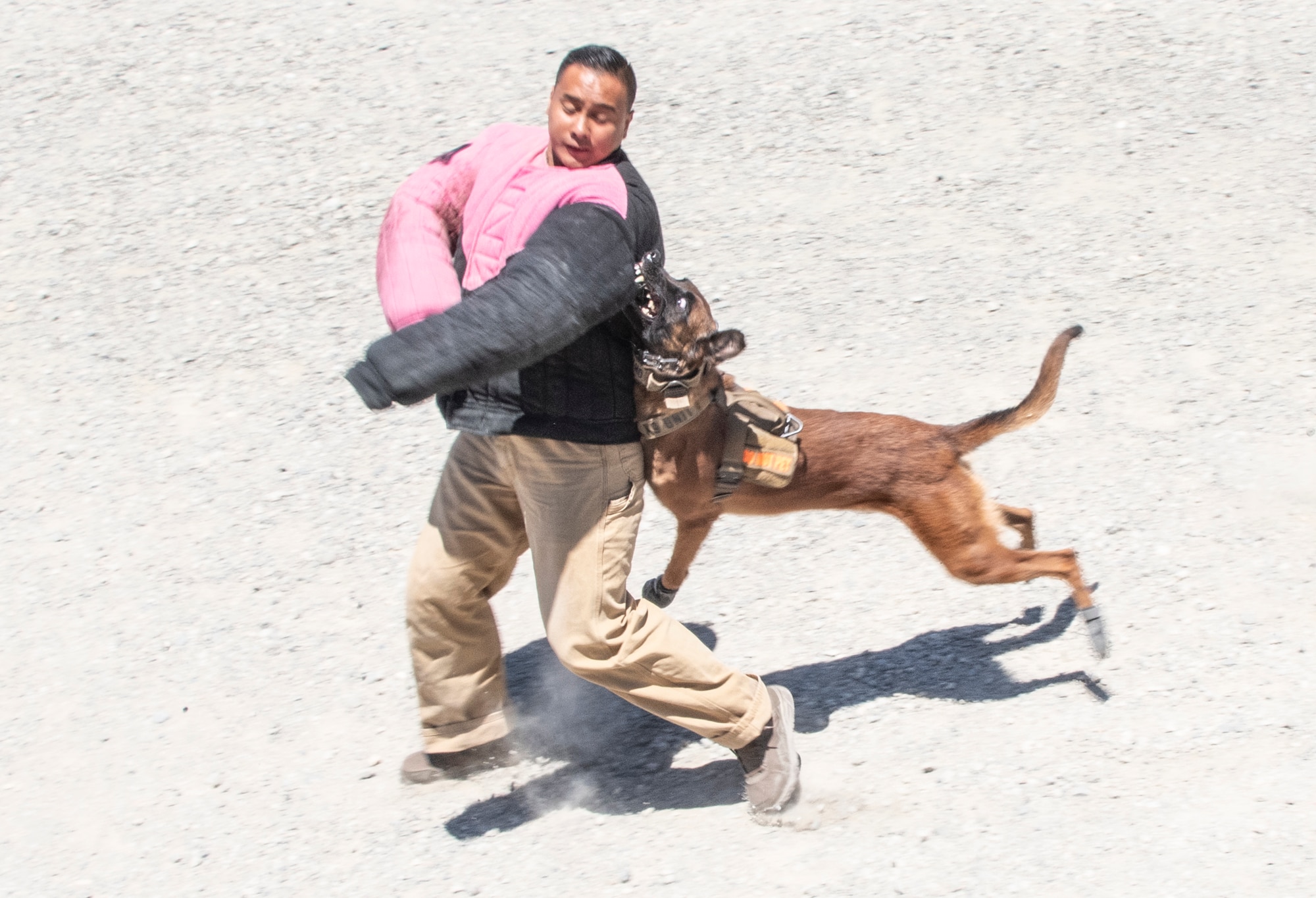 U.S. Air Force Staff Sgt. Roniel Tolentino, 60th Security Forces Squadron military working dog handler, is apprehended by MWD Aarapaho during a training session June 24, 2021, at Travis Air Force Base, California. Military working dogs are used in patrol, drug and explosive detection and specialized mission functions for the Department of Defense. (U.S. Air Force photo by Heide Couch)