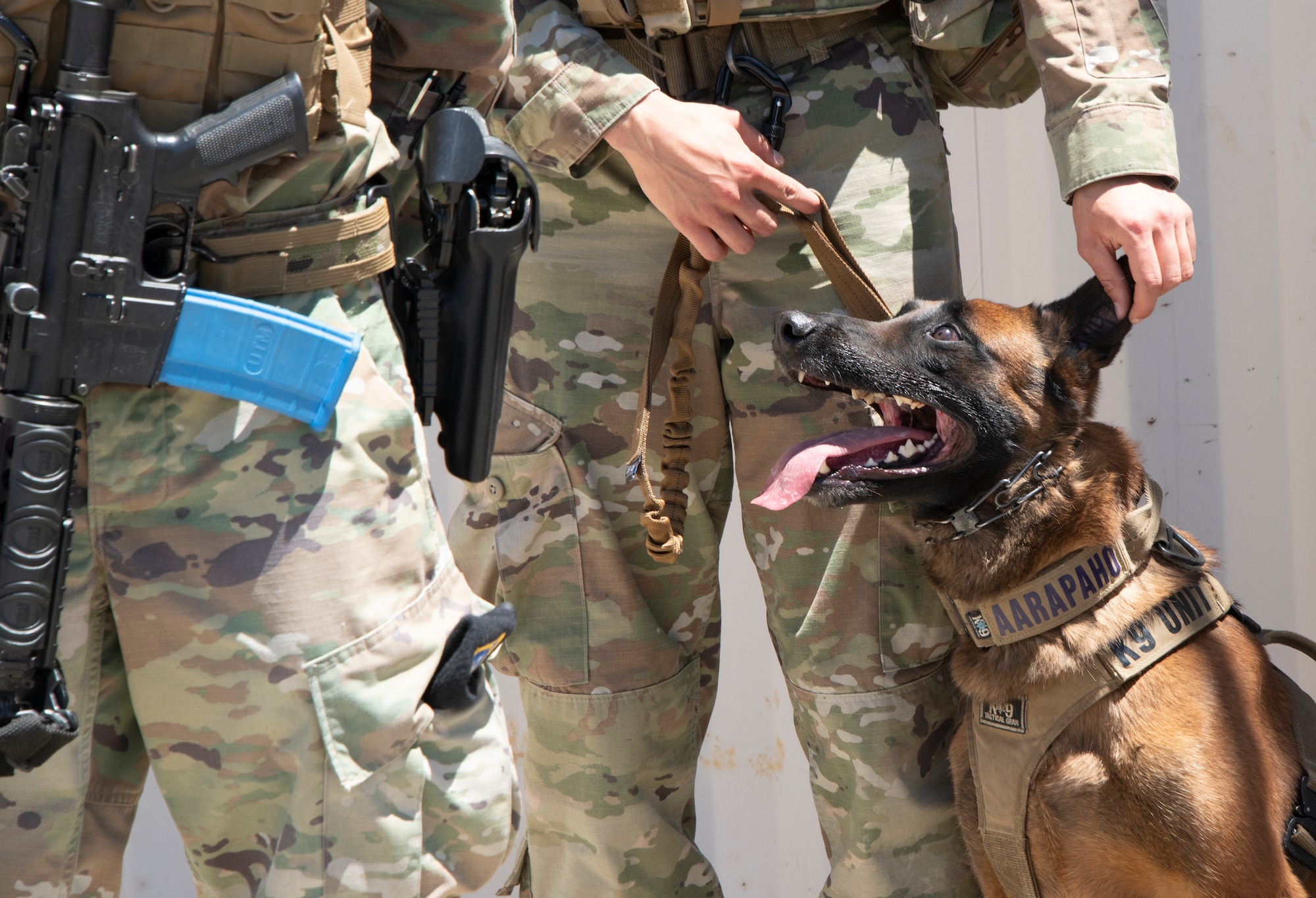 Military working dog Aarapaho receives some attention from her handler, Staff Sgt. Alexa Ammerman, 60th Security Forces Squadron military working dog handler, after successfully completing a training exercise June 24, 2021 at Travis Air Force Base, California. Military working dogs are used in patrol, drug and explosive detection and specialized mission functions for the Department of Defense. (U.S. Air Force photo by Heide Couch)