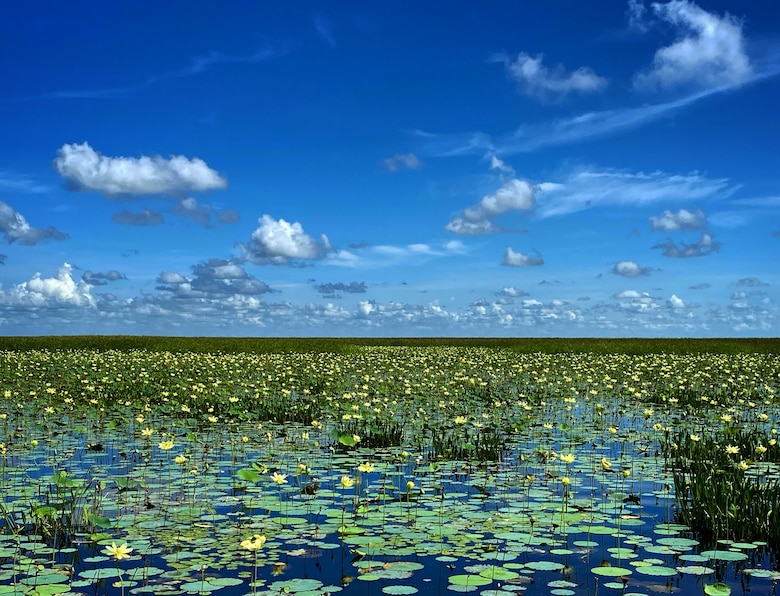 American lotus on Lake Okeechobee