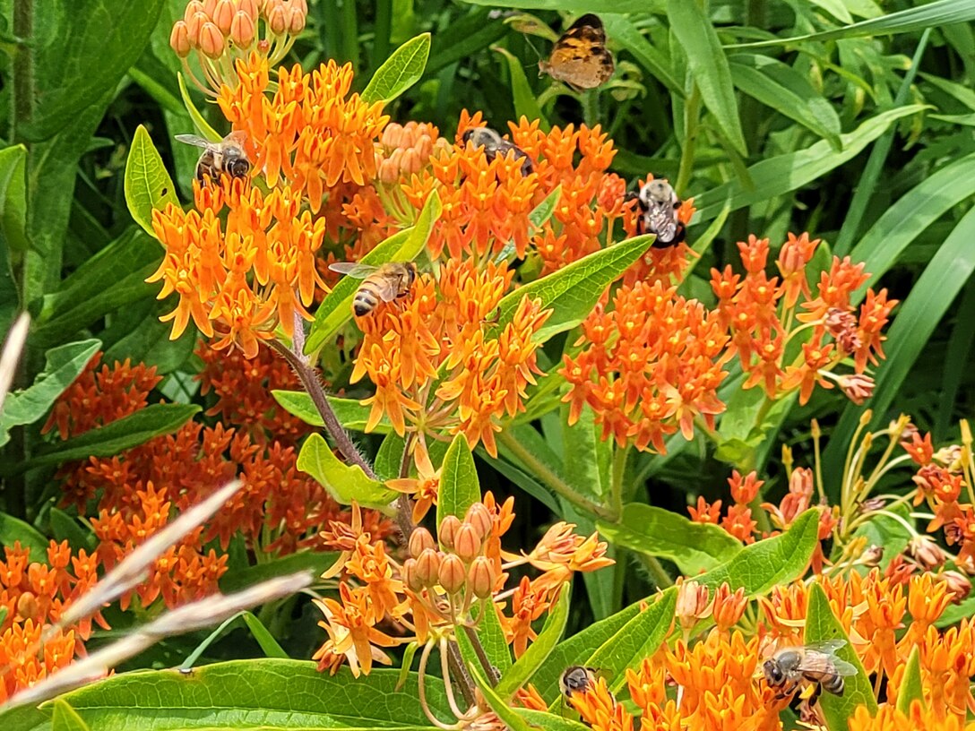 Pollinators on Butterfly Milkweed