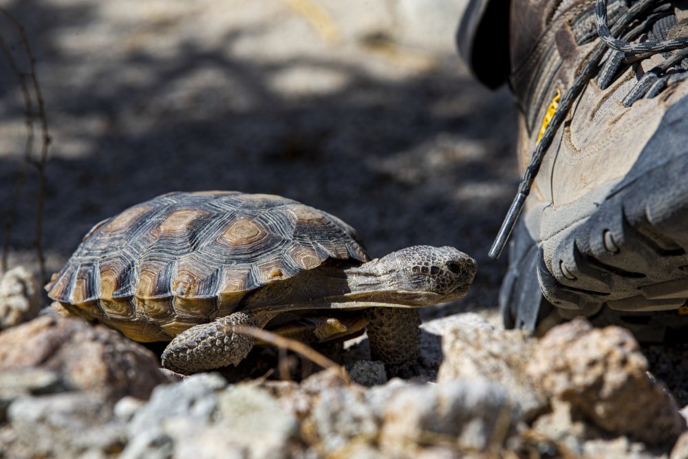 Desert Tortoise