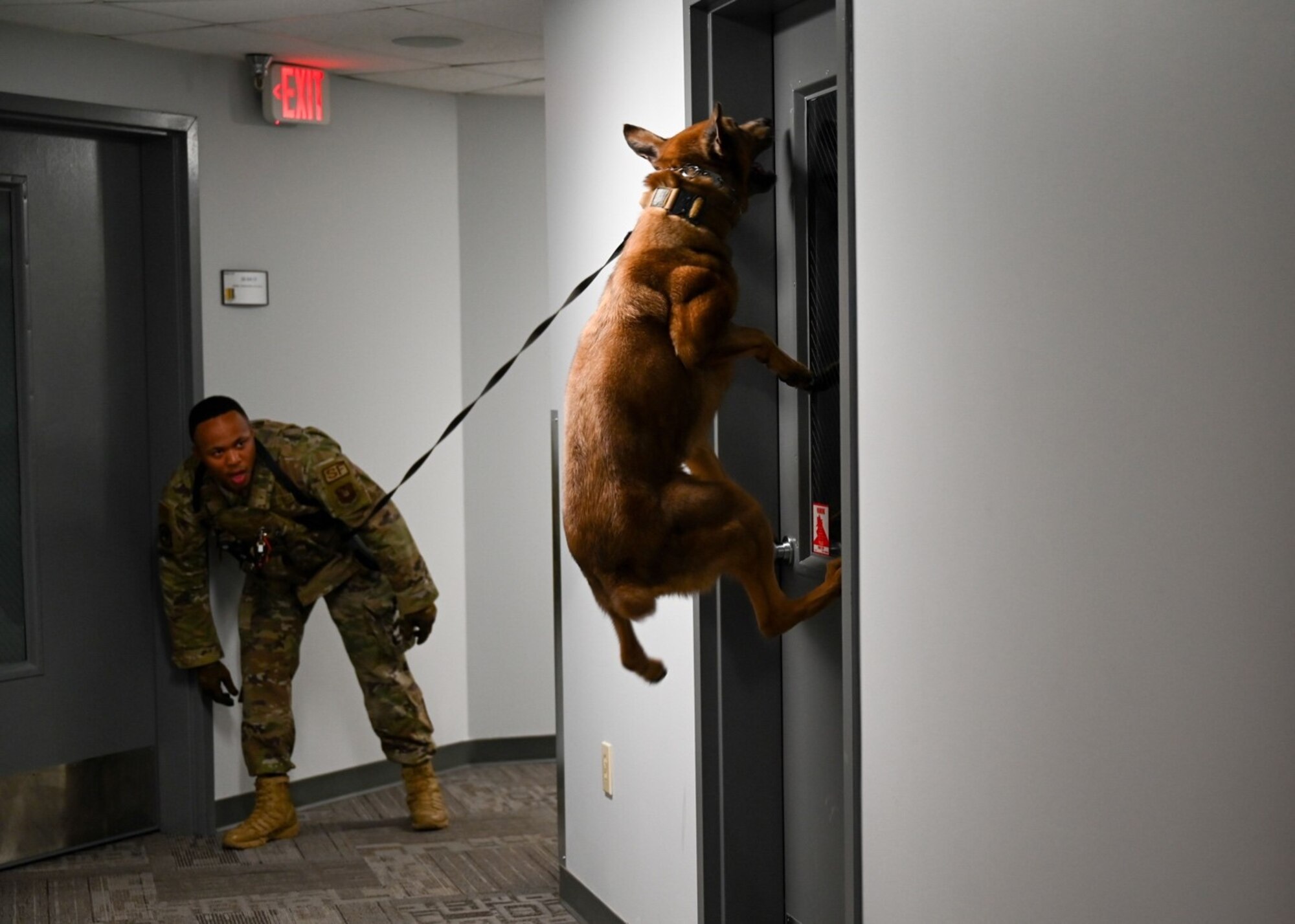 Lezer, a 28th Security Forces Squadron military working dog, and his handler, Staff Sgt. Ronald Dyer, demonstrate the skills and teamwork required to locate a suspect during a demonstration for area youth at Ellsworth Air Force Base, S.D., June 25, 2021.