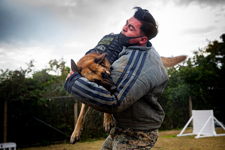 U.S. Marine Corps Cpl. Ronnie Ramcharan, a Military Working Dog (MWD) handler with 3rd Law Enforcement Battalion, MWD section, conducts controlled aggression training with his MWD, on Camp Hansen, Okinawa, Japan, Feb. 3, 2020. MWDs are taught using real world situations including: area and building searches, obstacle courses, controlled aggression and odor detection for explosives and narcotics. Ramcharan is a native of Hesperia, California. (U.S. Marine Corps photo by Cpl. Karis Mattingly)
