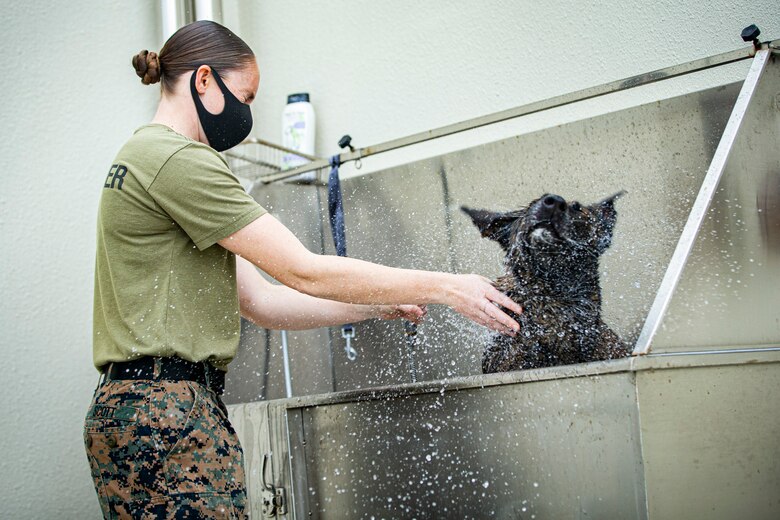 U.S. Marine Corps Sgt. Suzette Scott, a chief trainer with the Marine Corps Base Camp Butler Provost Marshal’s Office, Military Working Dog (MWD) section, grooms MWD Shiva, on Camp Hansen, Okinawa, Japan, Feb. 3, 2020. MWDs are taught using real world situations including: area and building searches, obstacle courses, controlled aggression and odor detection for explosives and narcotics. Scott is a native of Apopka, Florida. (U.S. Marine Corps photo by Cpl. Karis Mattingly)