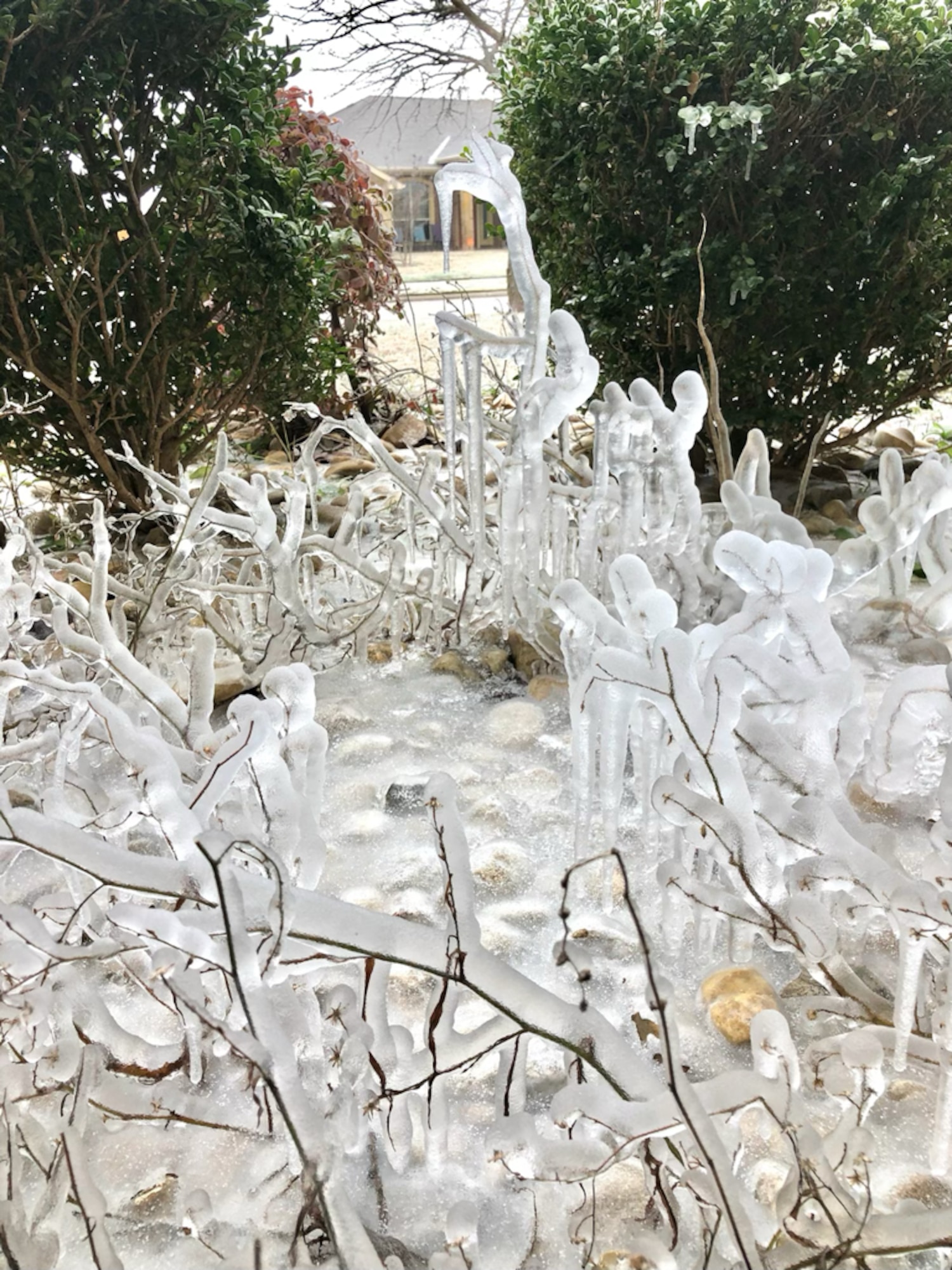 frozen bush in a winter storm