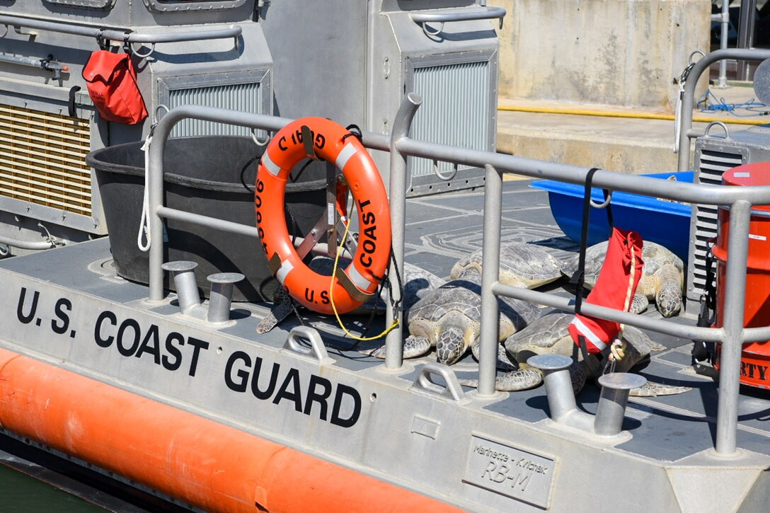 Rehabilitated turtles rest on the deck of a Station Port Aransas 45-foot Response Boat - Medium at Station Port Aransas, Texas