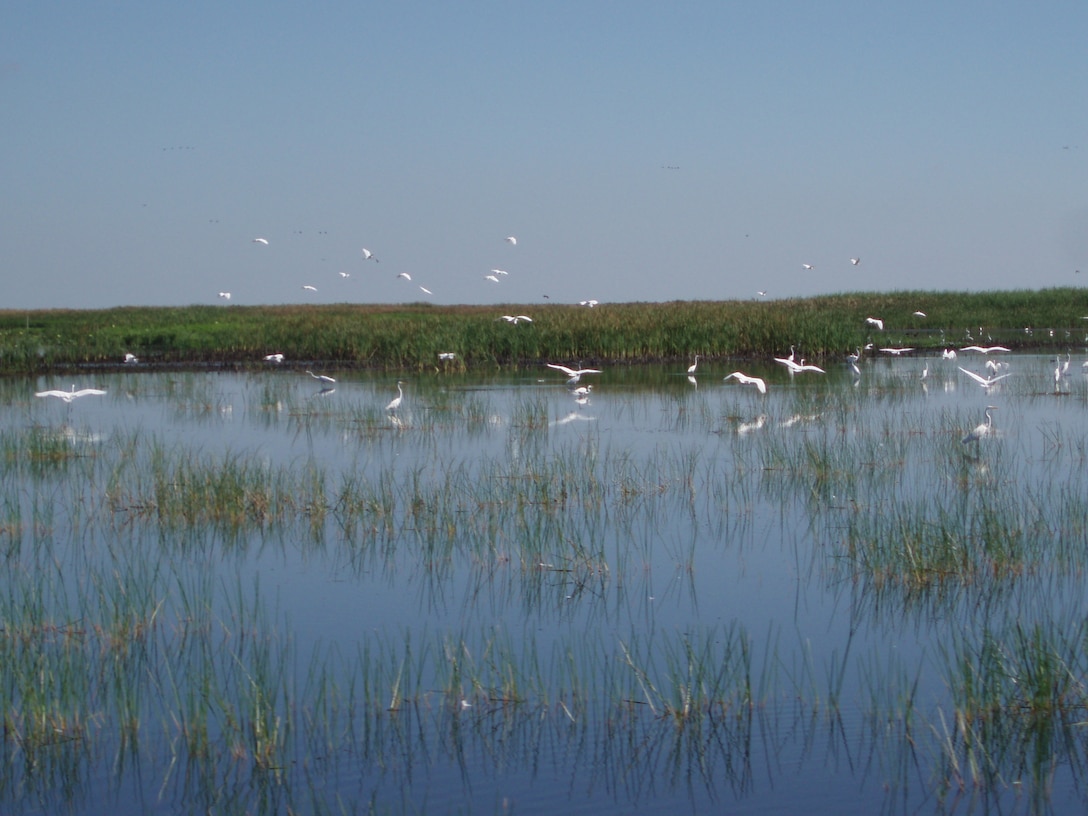 Photo of wading birds on Lake Okeechobee