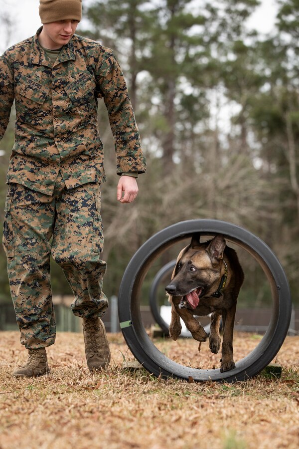 The life of a U.S. Marine Corps military working dog handler is just like that of any Marine. It’s full of training, learning how to better serve those around them and working to ensure the mission is accomplished. With a few added exceptions. Their days are spent side by side with their four legged partner, ensuring their needs – mental, physical and emotional – are met before their own. U.S. Marine Corps Lance Cpl. Nickolas Neafus, with Headquarters and Headquarters Squadron, is one such Marine who spends his days in and out of the kennels at Marine Corps Air Station Cherry Point, North Carolina.



“My favorite part of the job is working with the dogs,” said Neafus, 21, from Columbus, Ind. “Playing with them and being with them every day. I wanted this job but I wasn’t sure if I was going to get it, not until I got to Cherry Point. I was ecstatic. It’s the best job in the Marine Corps. It’s a lot of responsibility, but it’s a nice feeling knowing that I have the tools and capability to find something that could cause a lot of harm to the community. If someone calls and is in need I have my dog to help me go out and find that threat and keep others safe.”



To learn more about being a military working dog handler, visit https://www.dvidshub.net/video/740741/military-working-dog-appreciation-week-day-life