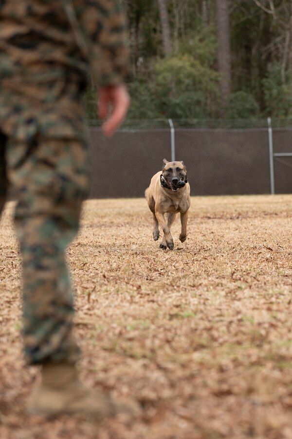 The life of a U.S. Marine Corps military working dog handler is just like that of any Marine. It’s full of training, learning how to better serve those around them and working to ensure the mission is accomplished. With a few added exceptions. Their days are spent side by side with their four legged partner, ensuring their needs – mental, physical and emotional – are met before their own. U.S. Marine Corps Lance Cpl. Nickolas Neafus, with Headquarters and Headquarters Squadron, is one such Marine who spends his days in and out of the kennels at Marine Corps Air Station Cherry Point, North Carolina.



“My favorite part of the job is working with the dogs,” said Neafus, 21, from Columbus, Ind. “Playing with them and being with them every day. I wanted this job but I wasn’t sure if I was going to get it, not until I got to Cherry Point. I was ecstatic. It’s the best job in the Marine Corps. It’s a lot of responsibility, but it’s a nice feeling knowing that I have the tools and capability to find something that could cause a lot of harm to the community. If someone calls and is in need I have my dog to help me go out and find that threat and keep others safe.”

To learn more about being a military working dog handler, visit https://www.dvidshub.net/video/740741/military-working-dog-appreciation-week-day-life