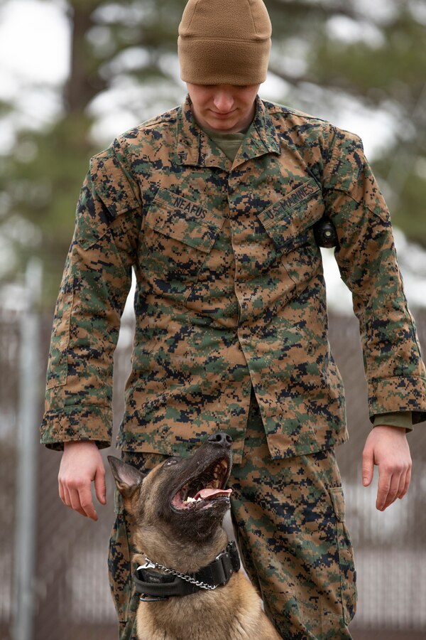 The life of a U.S. Marine Corps military working dog handler is just like that of any Marine. It’s full of training, learning how to better serve those around them and working to ensure the mission is accomplished. With a few added exceptions. Their days are spent side by side with their four legged partner, ensuring their needs – mental, physical and emotional – are met before their own. U.S. Marine Corps Lance Cpl. Nickolas Neafus, with Headquarters and Headquarters Squadron, is one such Marine who spends his days in and out of the kennels at Marine Corps Air Station Cherry Point, North Carolina.

“My favorite part of the job is working with the dogs,” said Neafus, 21, from Columbus, Ind. “Playing with them and being with them every day. I wanted this job but I wasn’t sure if I was going to get it, not until I got to Cherry Point. I was ecstatic. It’s the best job in the Marine Corps. It’s a lot of responsibility, but it’s a nice feeling knowing that I have the tools and capability to find something that could cause a lot of harm to the community. If someone calls and is in need I have my dog to help me go out and find that threat and keep others safe.”

To learn more about being a military working dog handler, visit https://www.dvidshub.net/video/740741/military-working-dog-appreciation-week-day-life