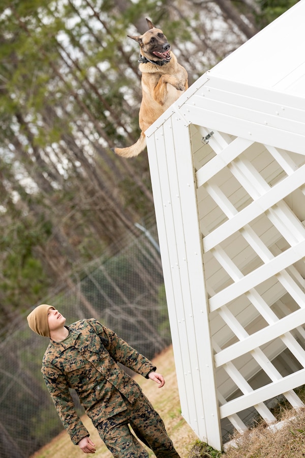 The life of a U.S. Marine Corps military working dog handler is just like that of any Marine. It’s full of training, learning how to better serve those around them and working to ensure the mission is accomplished. With a few added exceptions. Their days are spent side by side with their four legged partner, ensuring their needs – mental, physical and emotional – are met before their own. U.S. Marine Corps Lance Cpl. Nickolas Neafus, with Headquarters and Headquarters Squadron, is one such Marine who spends his days in and out of the kennels at Marine Corps Air Station Cherry Point, North Carolina.



“My favorite part of the job is working with the dogs,” said Neafus, 21, from Columbus, Ind. “Playing with them and being with them every day. I wanted this job but I wasn’t sure if I was going to get it, not until I got to Cherry Point. I was ecstatic. It’s the best job in the Marine Corps. It’s a lot of responsibility, but it’s a nice feeling knowing that I have the tools and capability to find something that could cause a lot of harm to the community. If someone calls and is in need I have my dog to help me go out and find that threat and keep others safe.”

To learn more about being a military working dog handler, visit https://www.dvidshub.net/video/740741/military-working-dog-appreciation-week-day-life