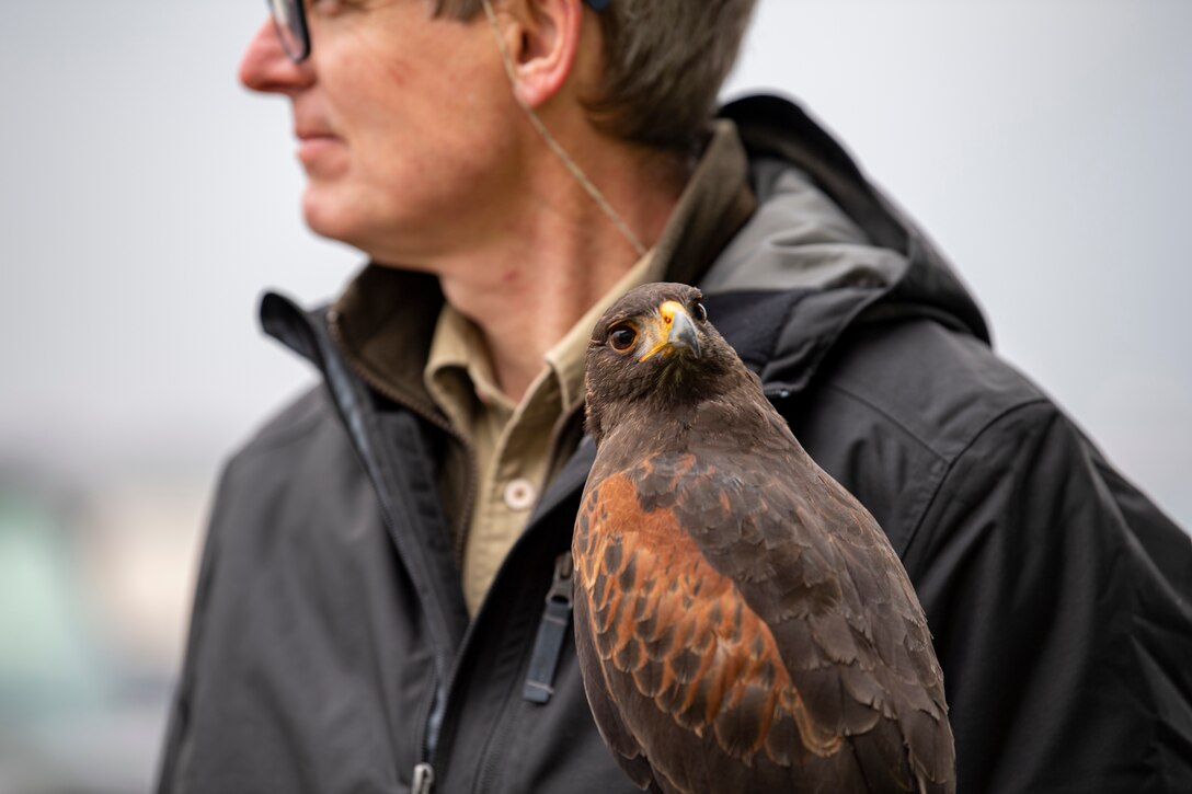 Jens Fleer, 52nd Fighter Wing base falconer, holds his hawk during a demonstration at the 726th Air Mobility Squadron on Spangdahlem Air Base, Germany, March 5, 2021.