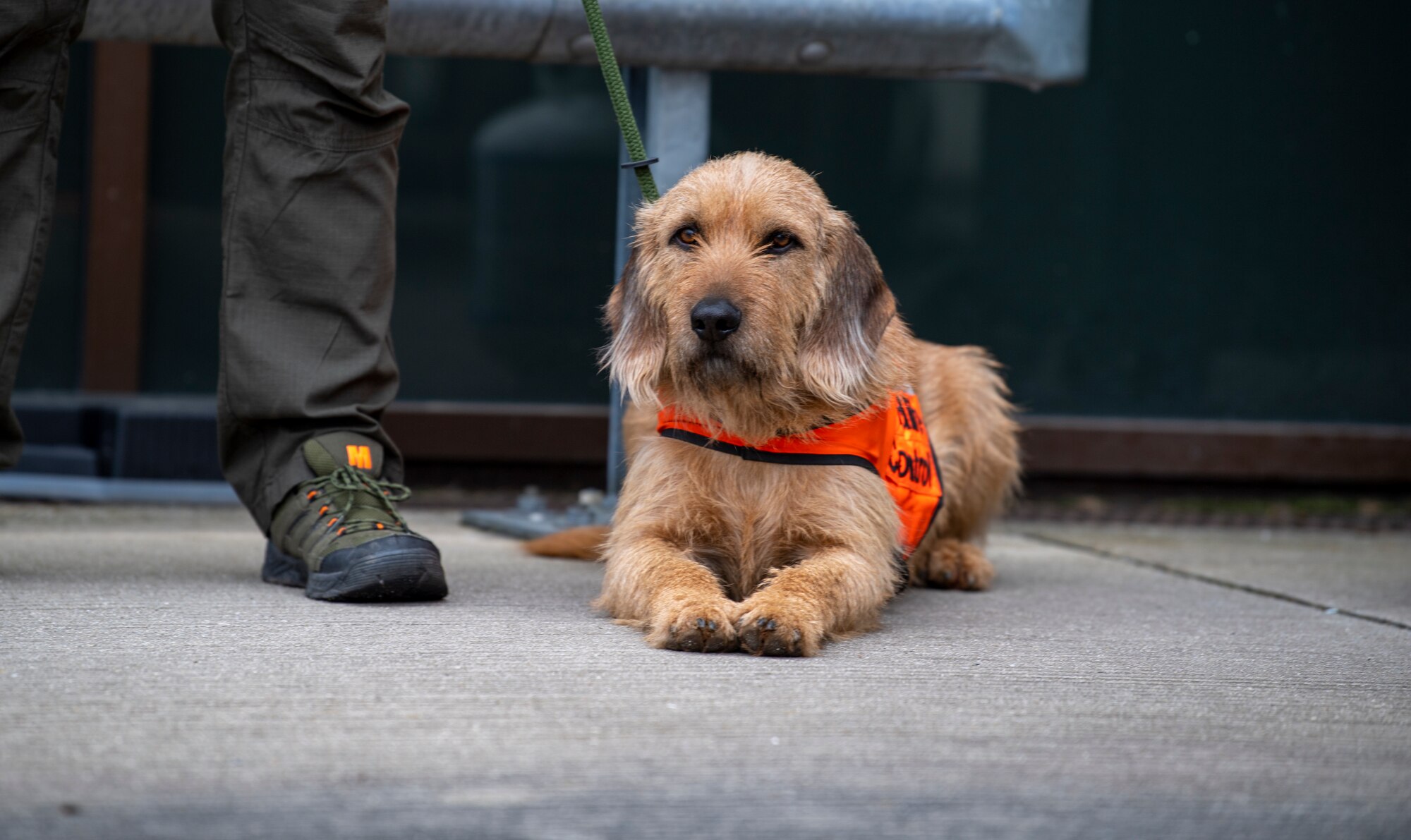 Baloo, 52nd Fighter Wing base hunter's dog, rests during Bird and Wildlife Aircraft Strike Hazard training at Spangdahlem Air Base, Germany, March 5, 2021.