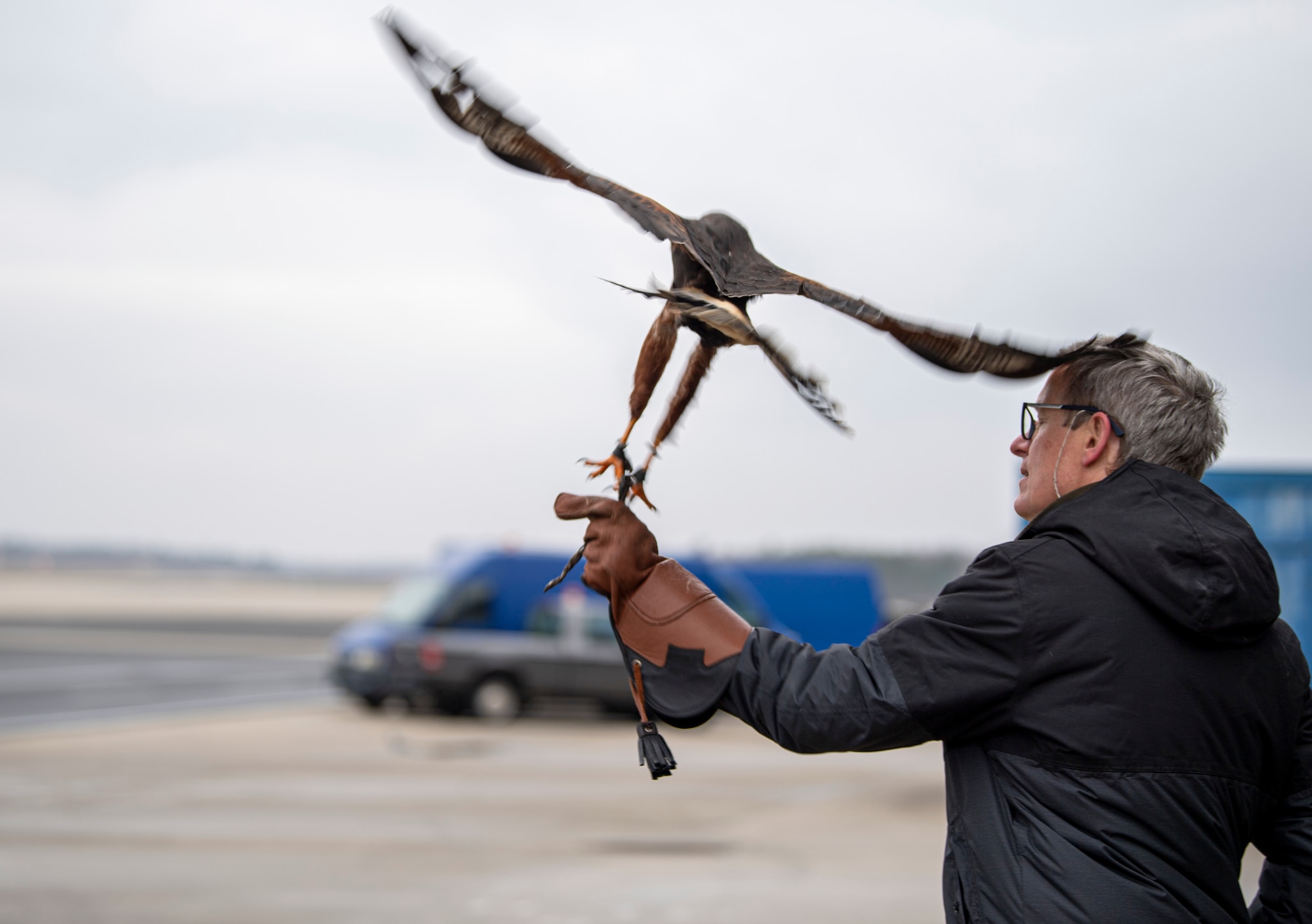 Jens Fleer, 52nd Fighter Wing birds of prey falconer, launches his male hawk, Jack, at Spangdahlem Air Base, Germany, March 5, 2021.