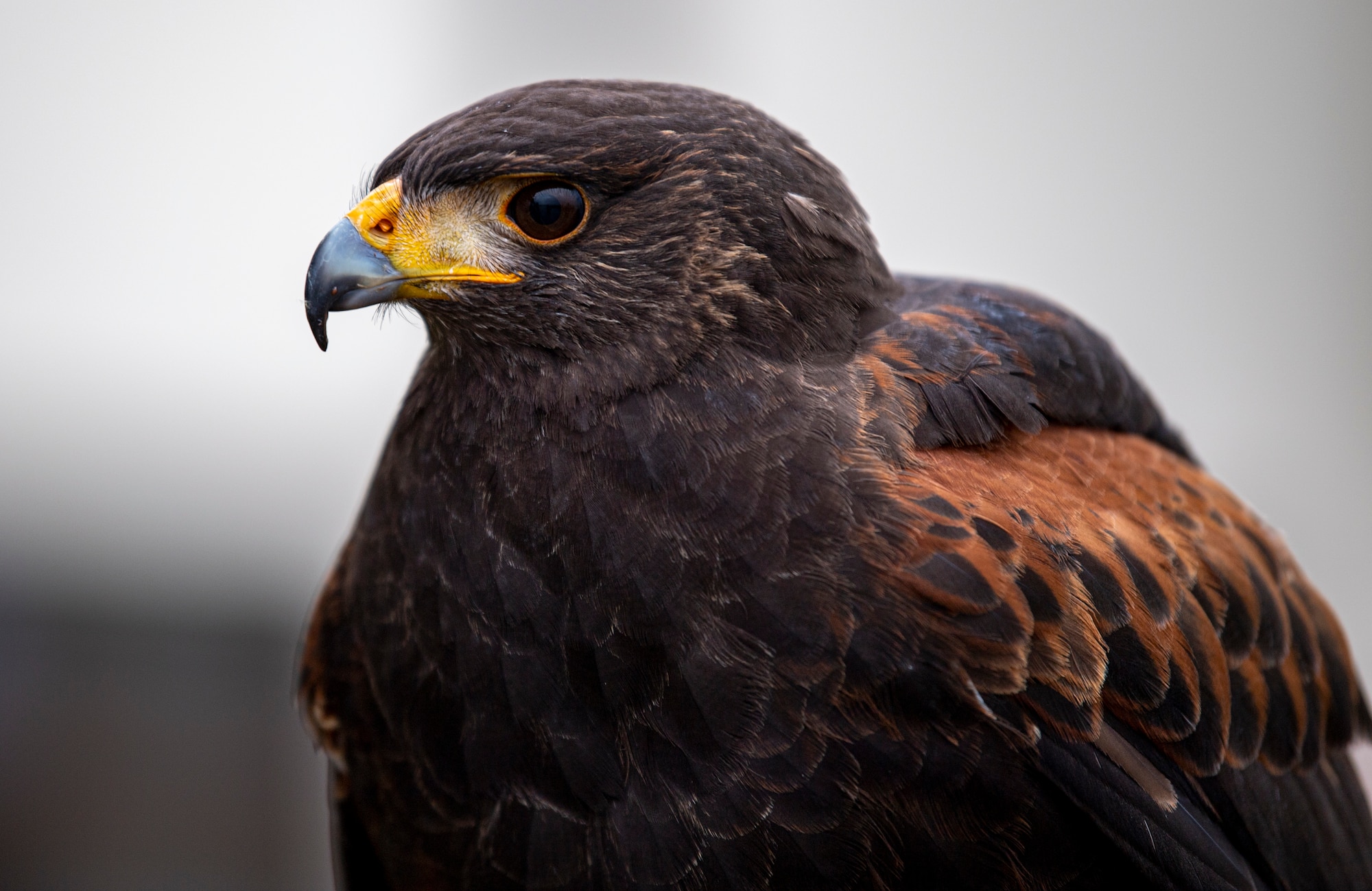 Jack, a male hawk, perches on his trainer's arm at a Bird and Wildlife Aircraft Strike Hazard training at Spangdahlem Air Base, Germany, March 5, 2021.