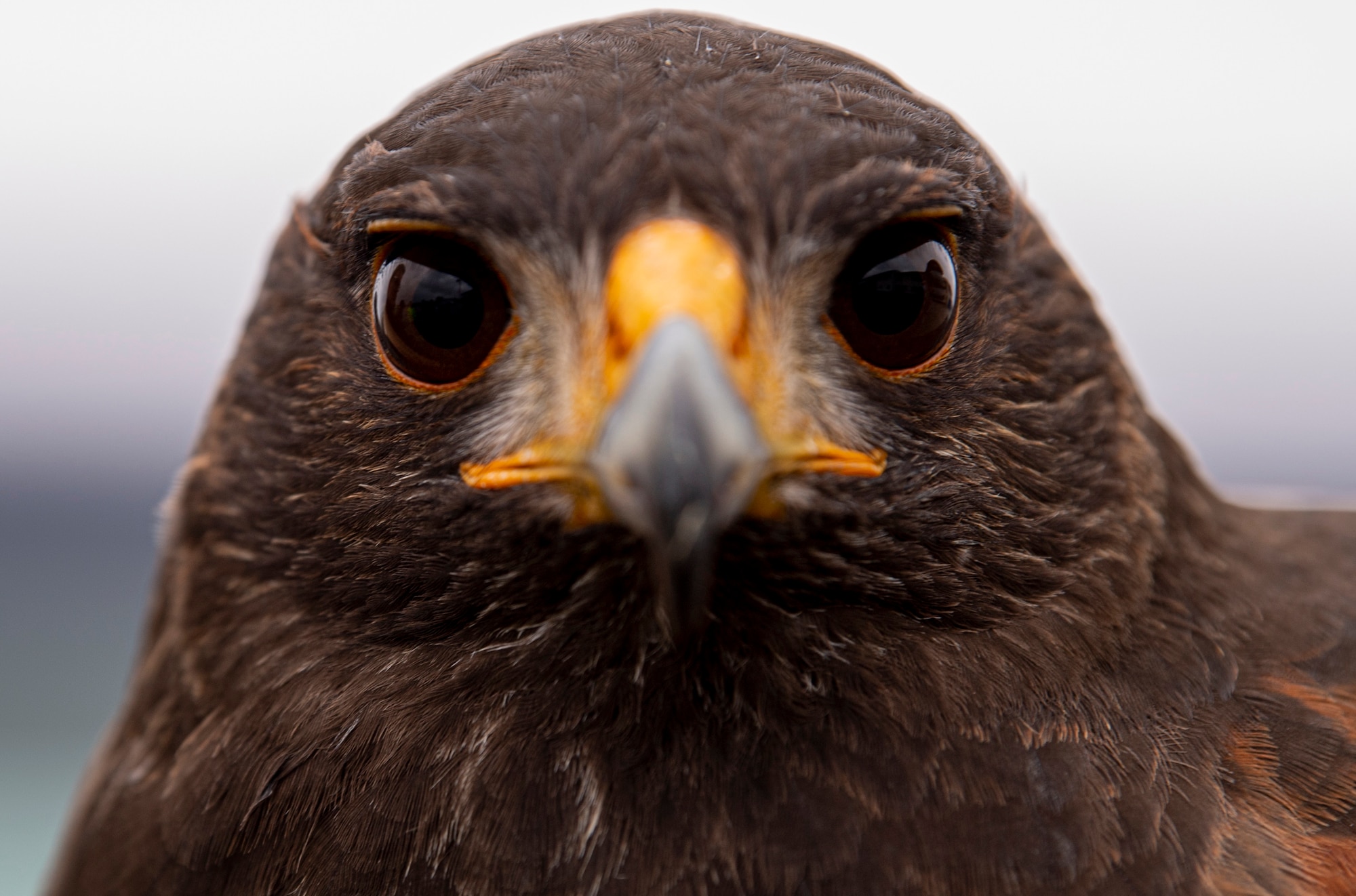 Jack, a male hawk, perches on his trainer's arm at Spangdahlem Air Base, Germany, March 5, 2021.