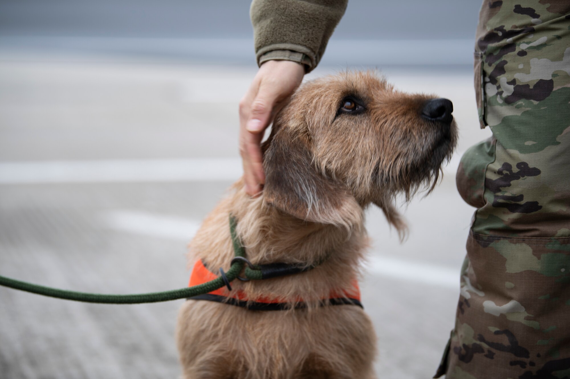 A U.S. Air Force Airman from the 726th Air Mobility Squadron pets Baloo, the 52nd Fighter Wing base hunter’s dog, during Bird and Wildlife Aircraft Strike Hazard (BASH) training at the 726th AMS on Spangdahlem Air Base, Germany, March 5, 2021.