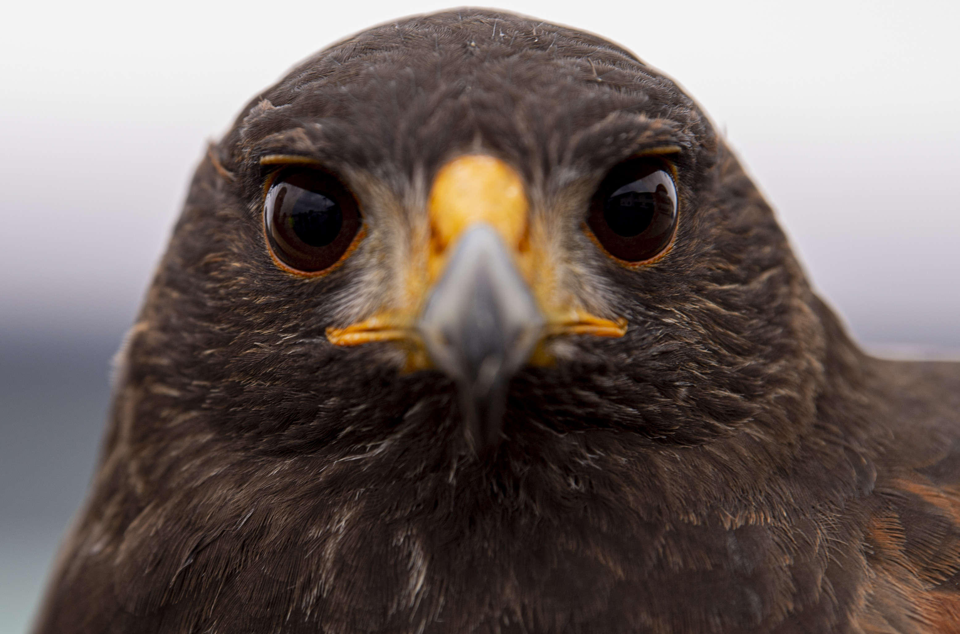 Jack, a male hawk, perches on his trainer's arm at Spangdahlem Air Base, Germany, March 5, 2021.