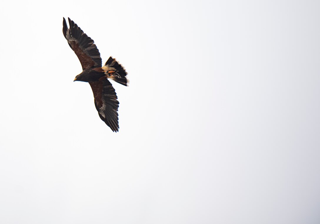 Jack, one of the birds of prey belonging to the 52nd Fighter Wing base falconer, hunts at Spangdahlem Air Base, Germany, March 5, 2021.